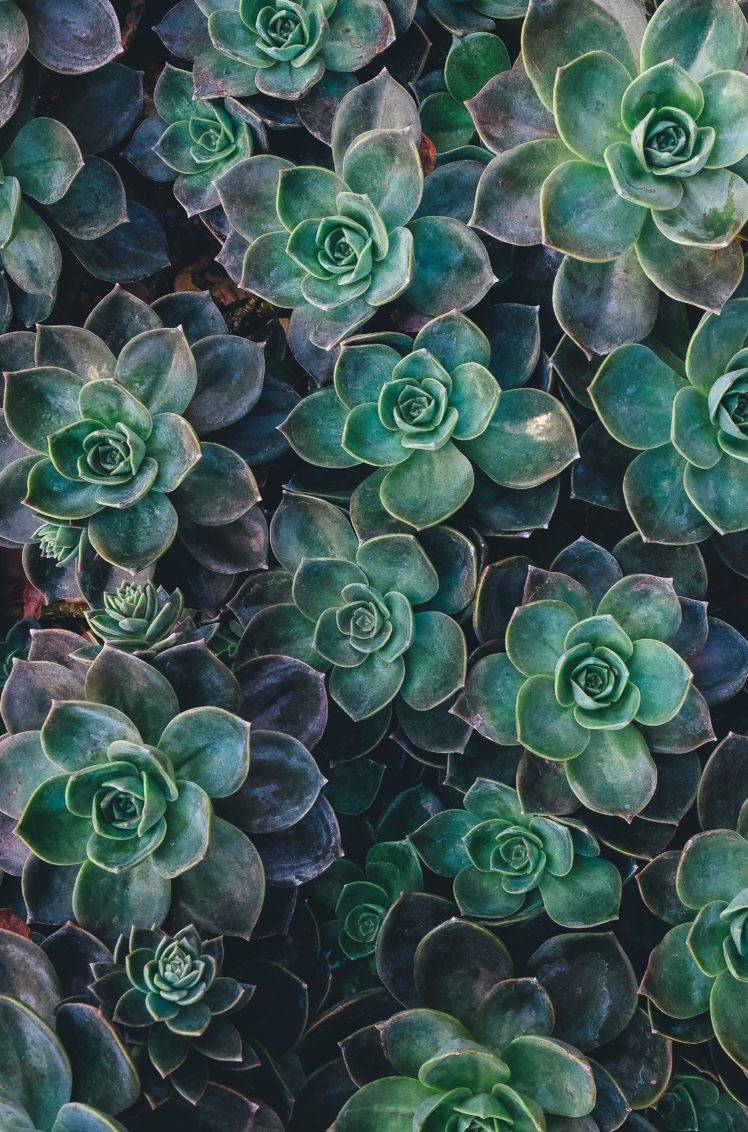 nature, Succulent, Plants Wallpaper HD / Desktop and Mobile Background