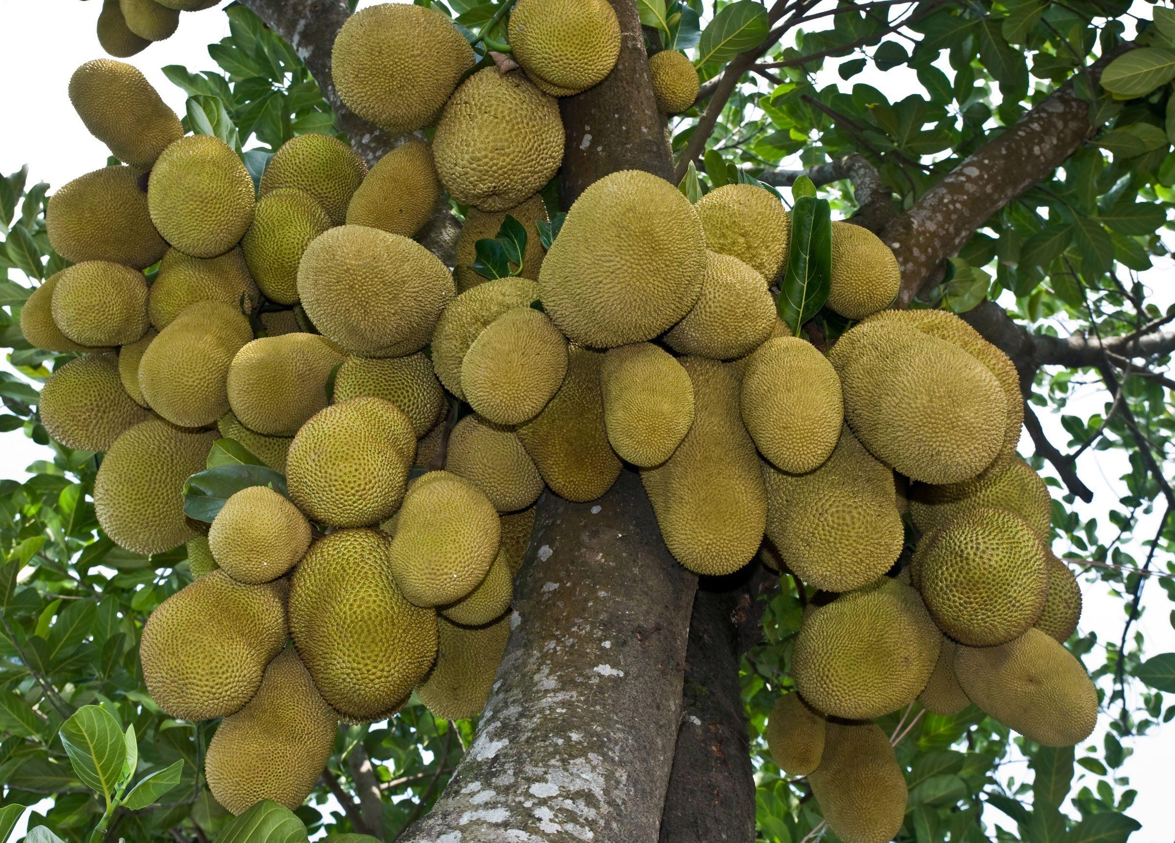 The #Jackfruit can help you maintain a normal #thyroid. Learn what