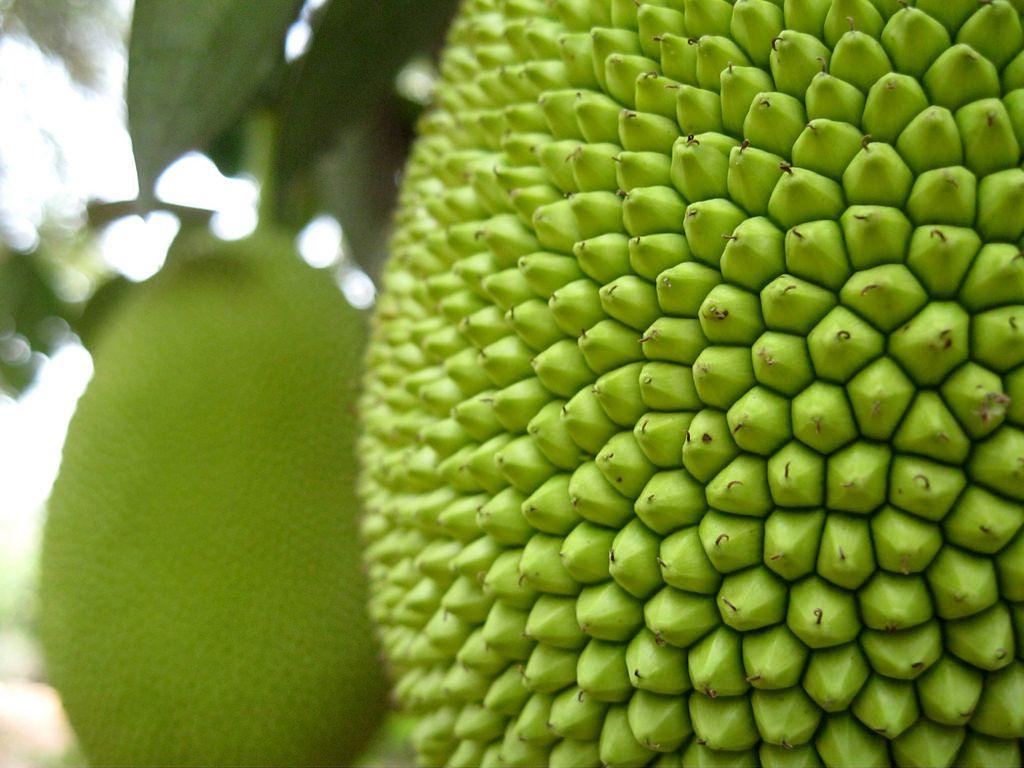 Jackfruit texture