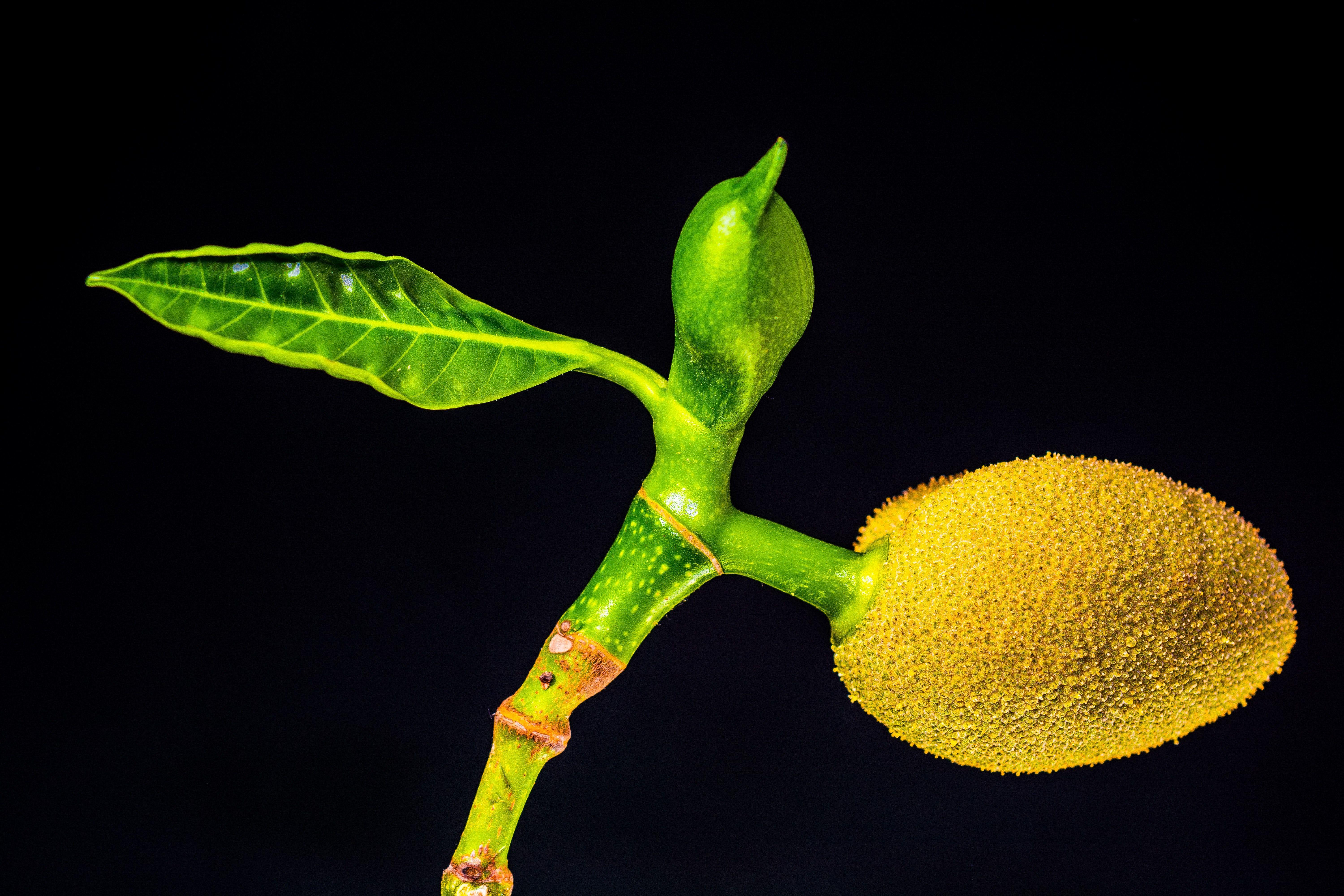 Single Leaf on Plant and Yellow Fruit · Free