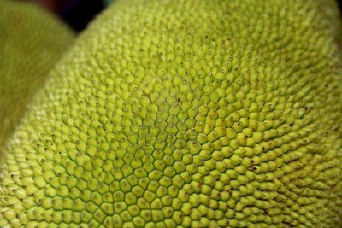 Texture Of A Jack Fruit S Outer Skin Royalty Free