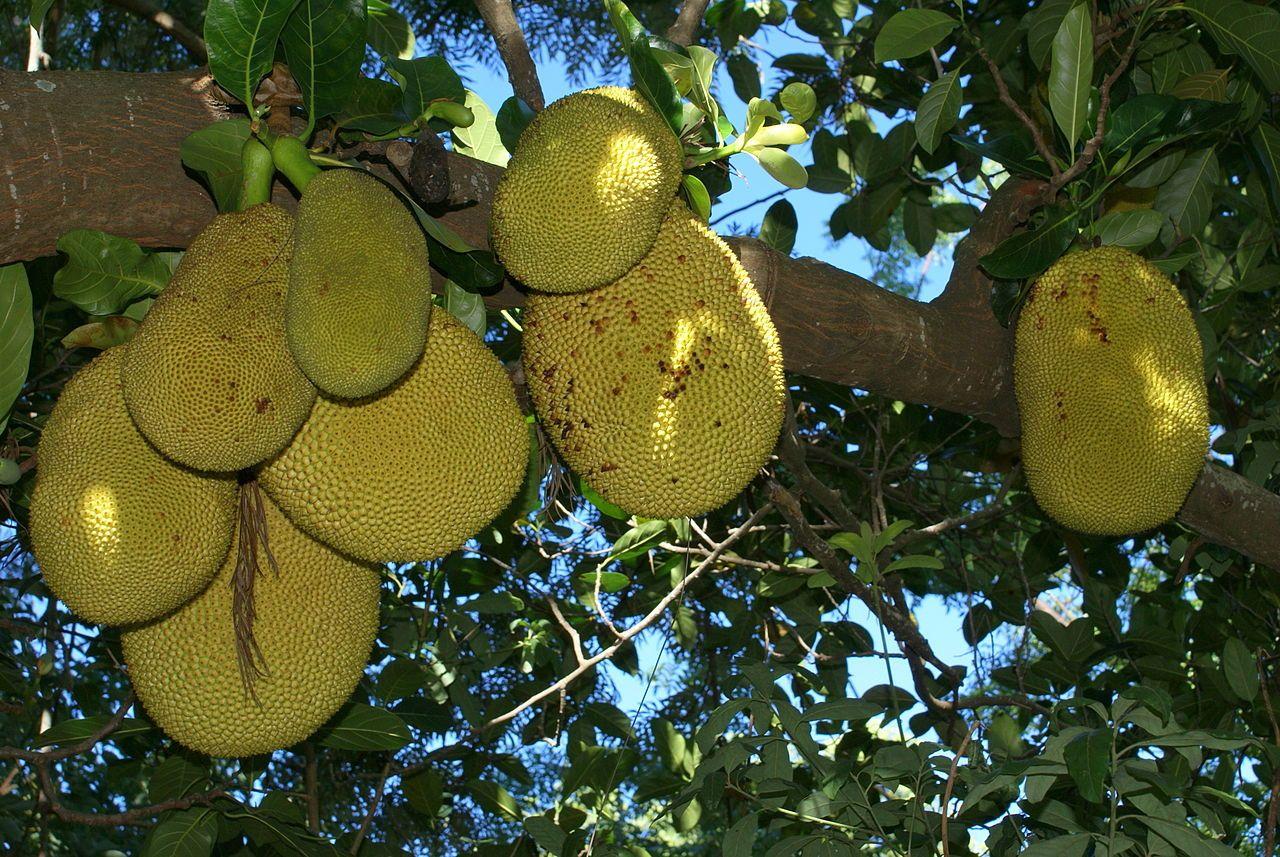 Learn about Nature. Jackfruit about Nature