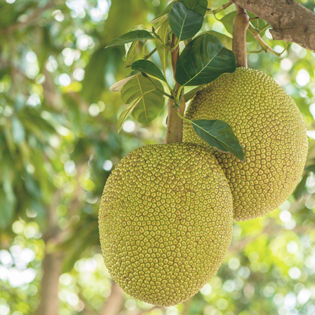 Picture Of Jack Fruit