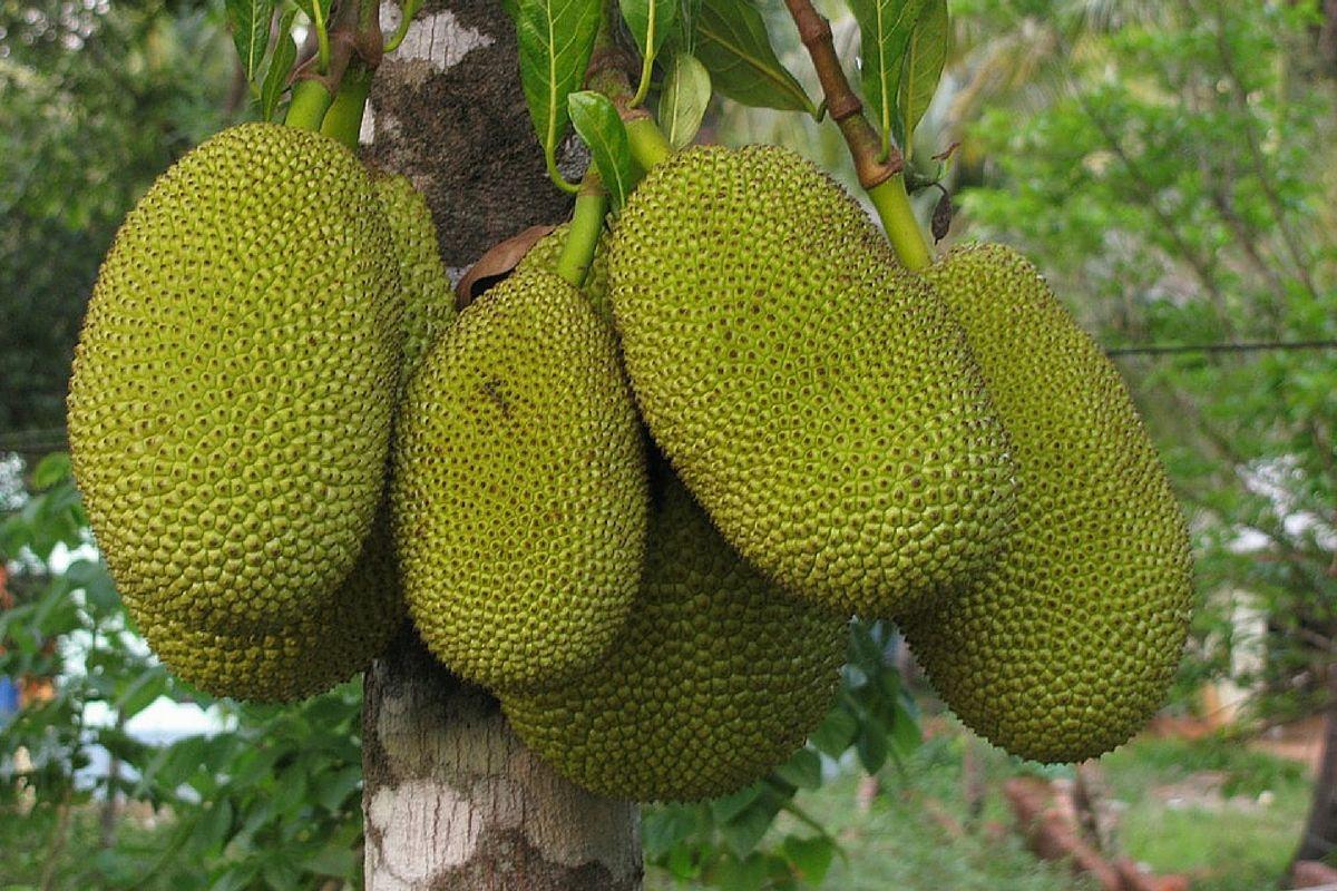 Picture Of Jackfruit
