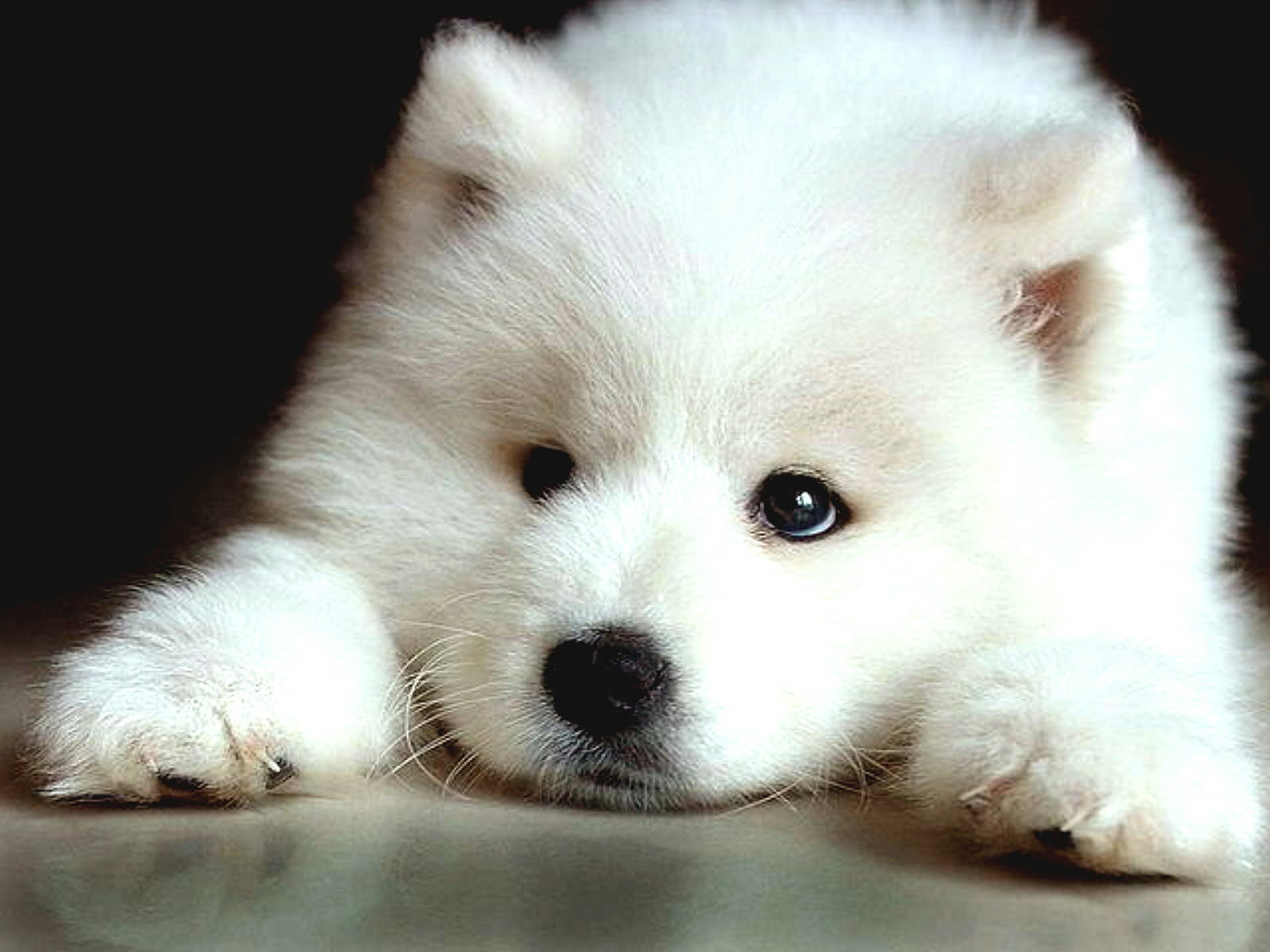 Sad Samoyed puppy photo and wallpaper. Beautiful Sad Samoyed puppy picture