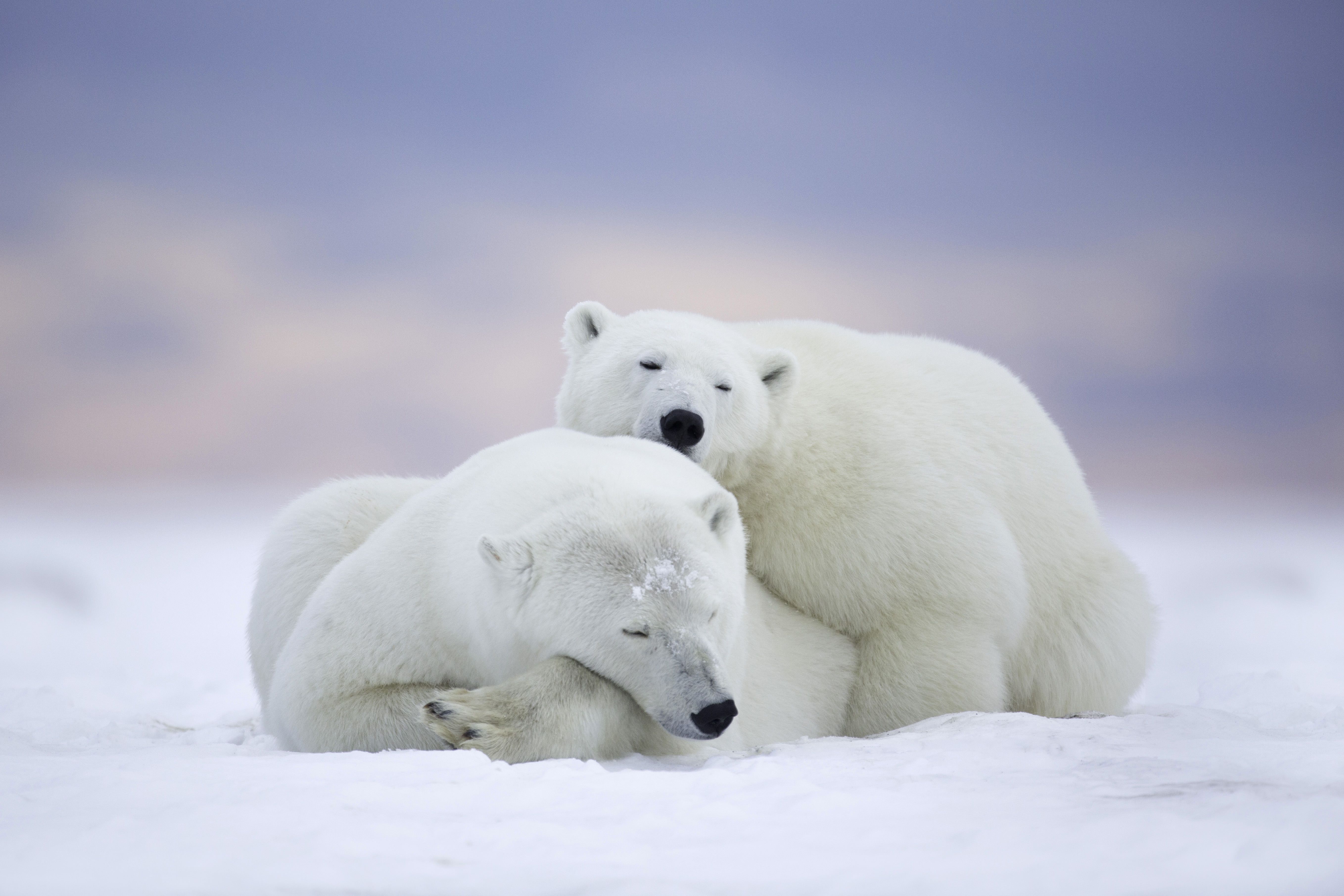 Wallpaper Polar bears, Snow, Winter, HD, 5K, Animals