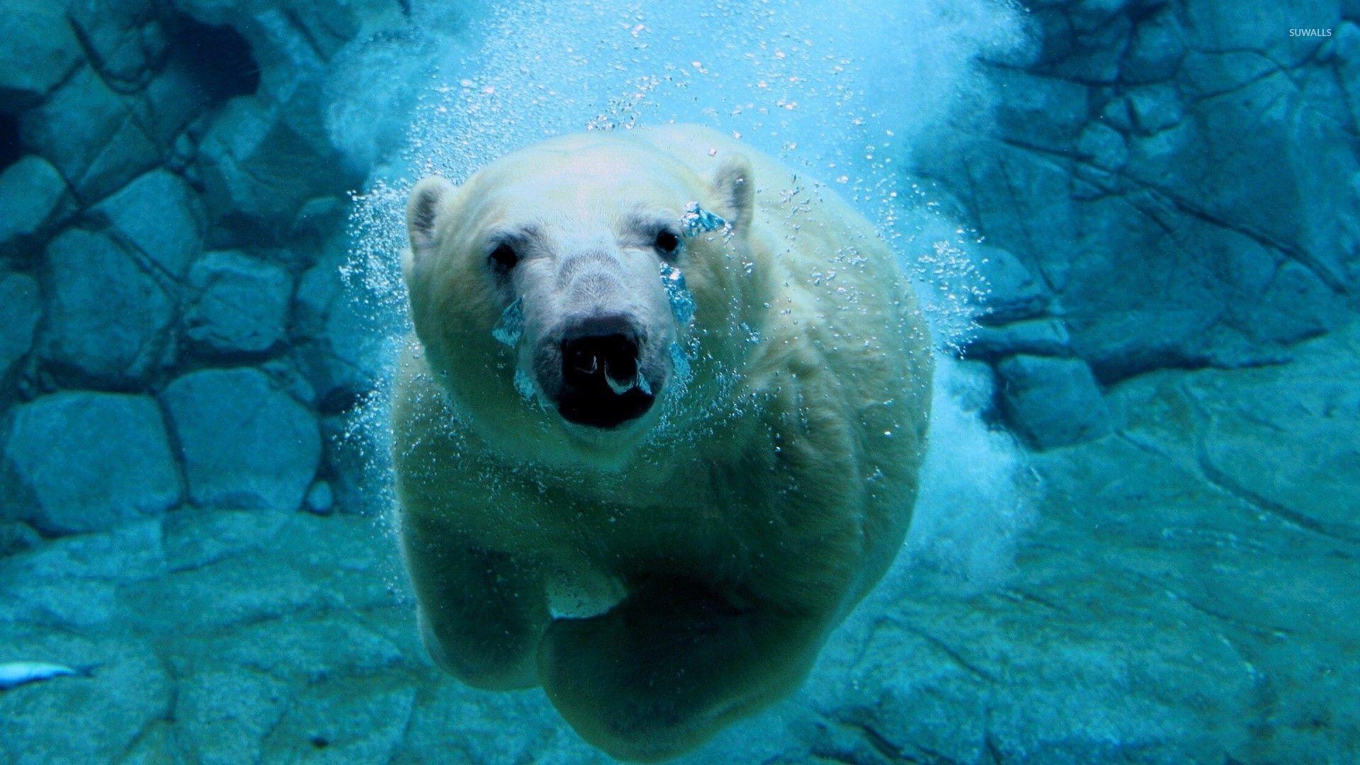 Polar bear swimming under water wallpaper wallpaper