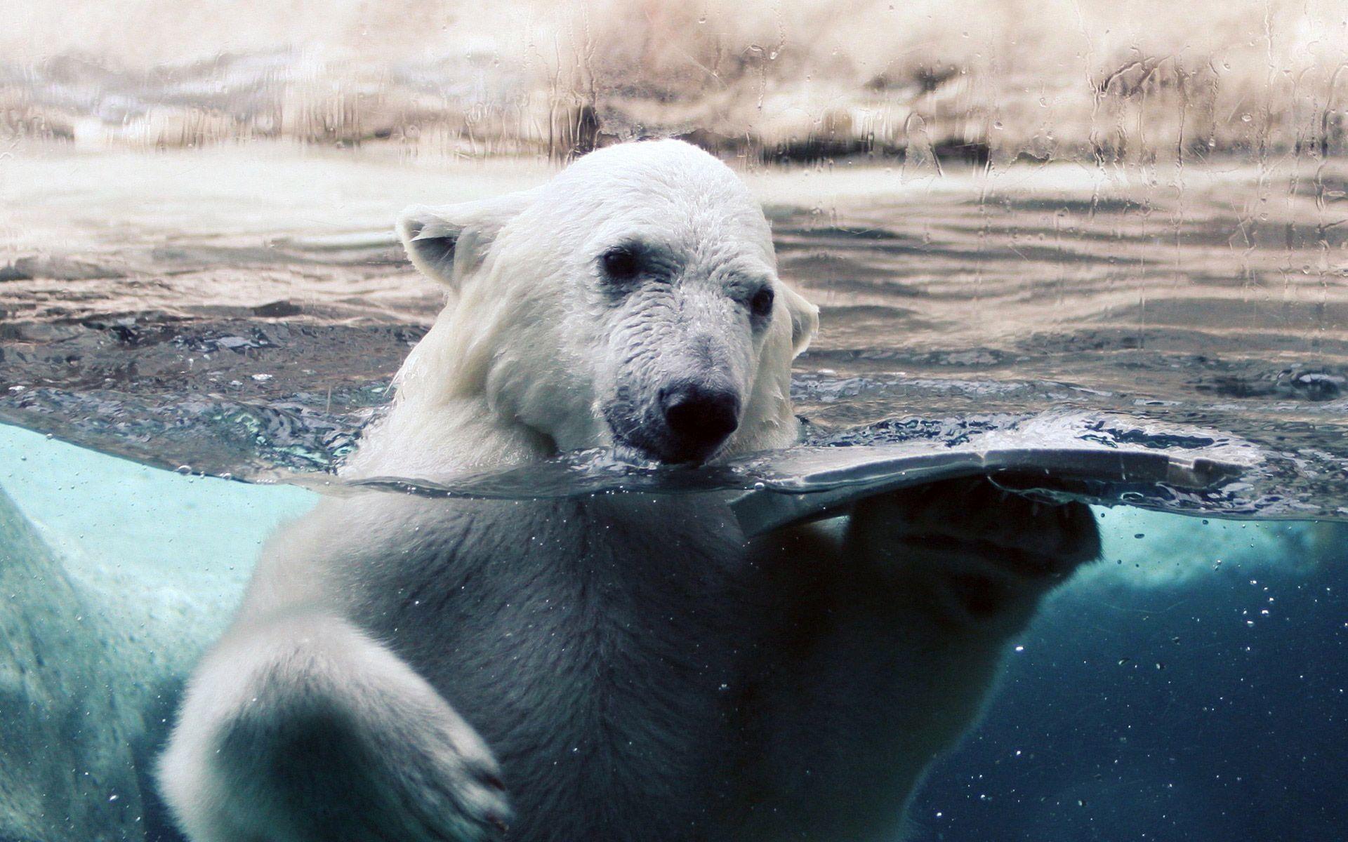 Polar Bear Swimming Clipart. Free Wallpaper