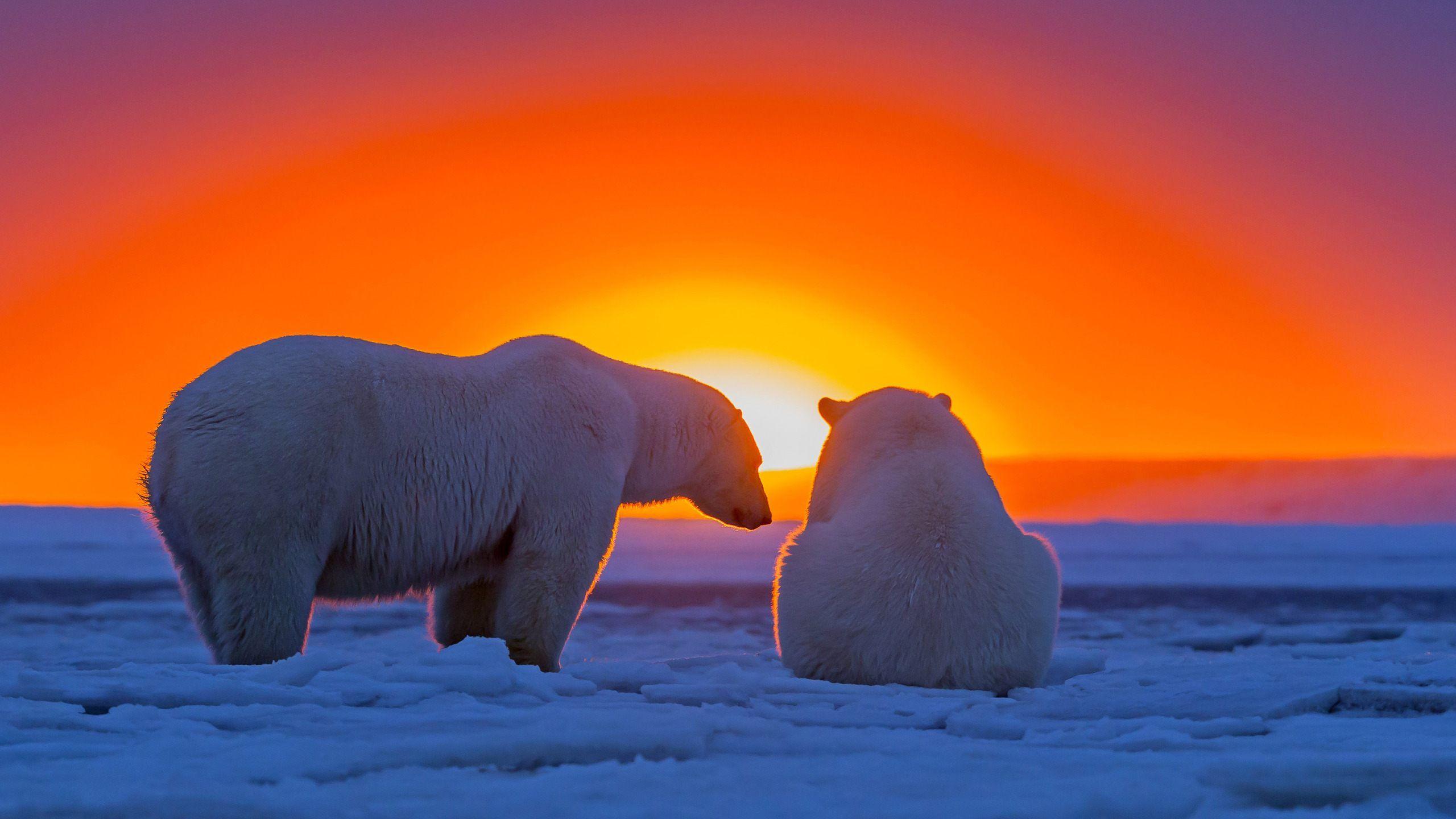 Download Polar Bear Wallpaper HD Resolution For Widescreen