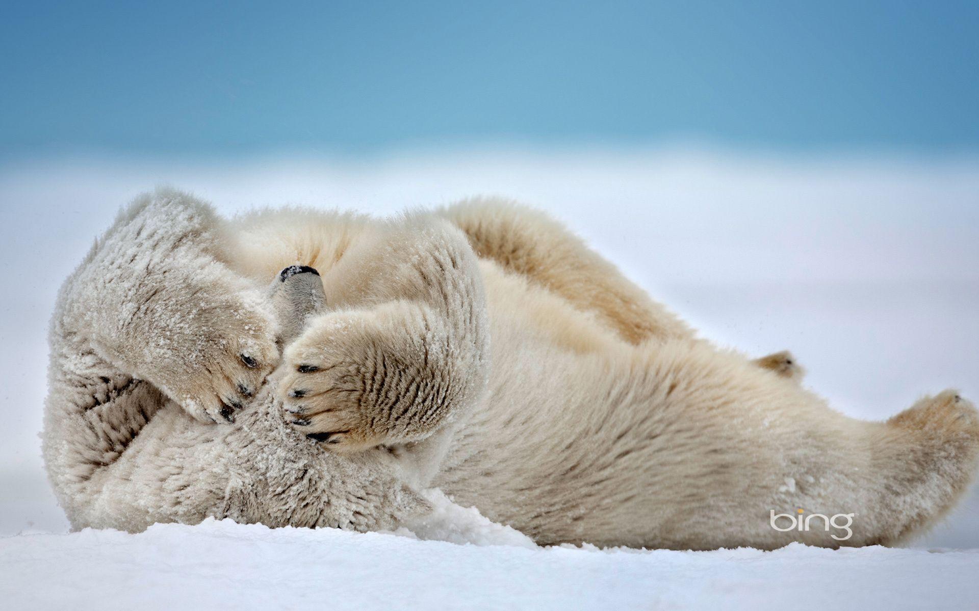 Bing, Polar Bear, Bear, White Bear, Polar Bear Sleeping