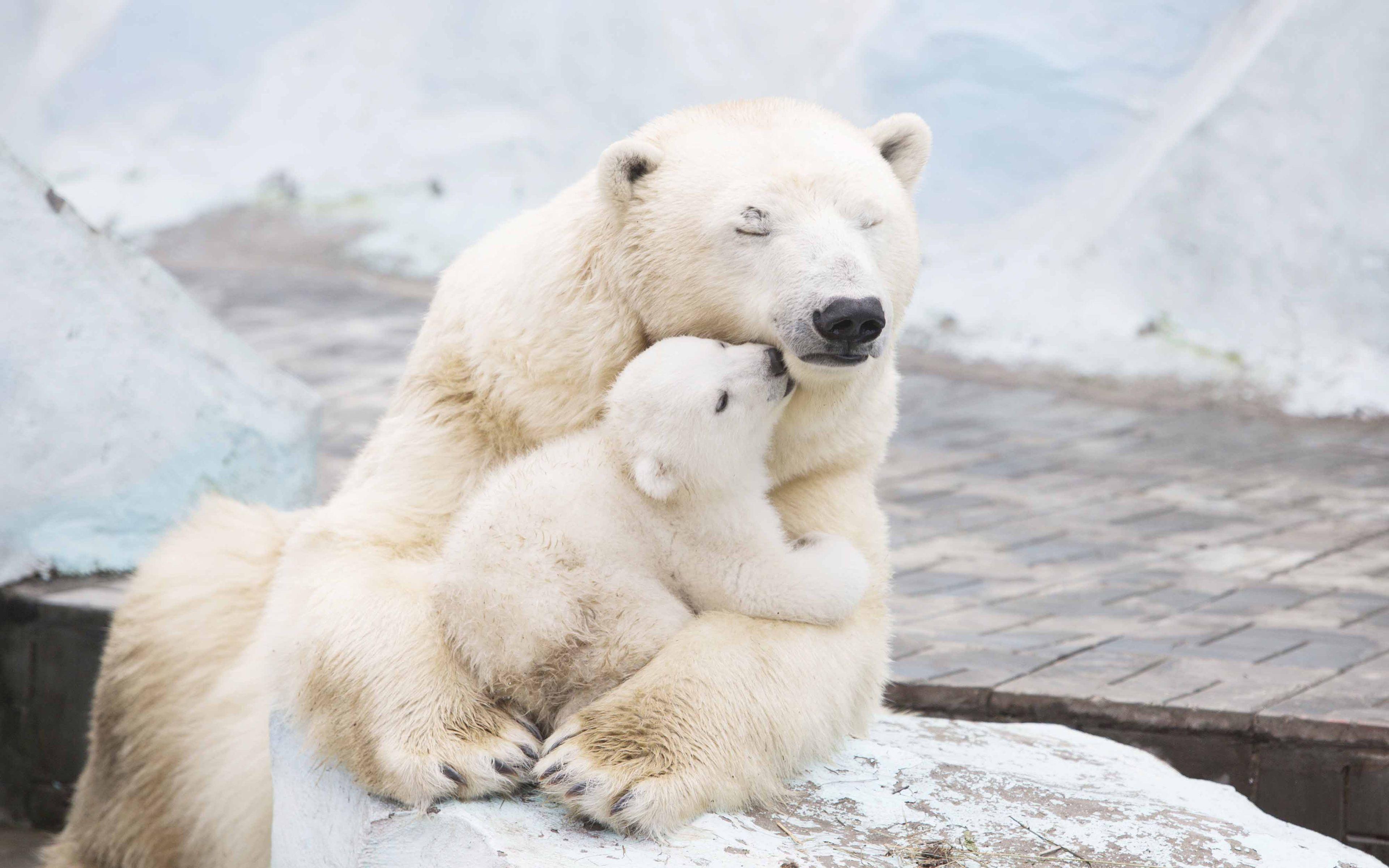 Wallpaper Polar bears, Cub, 4K, Animals