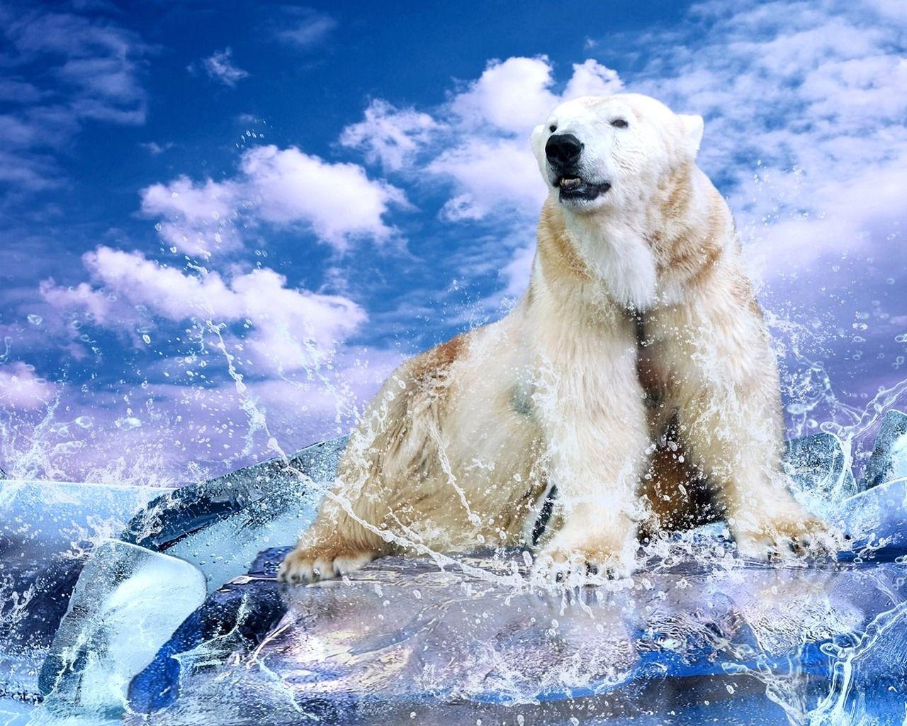 Download wallpaper: white polar bear, download photo, desktop wallpaper