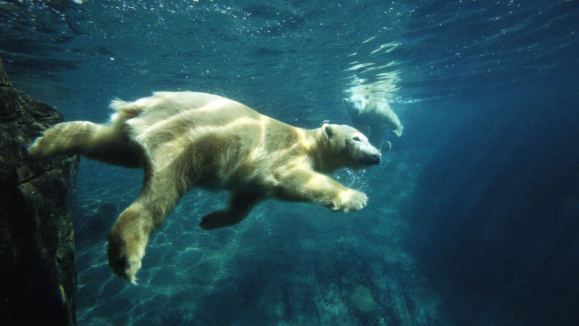 Download Wallpaper 1920x1080 polar bear, swim, under water Full HD