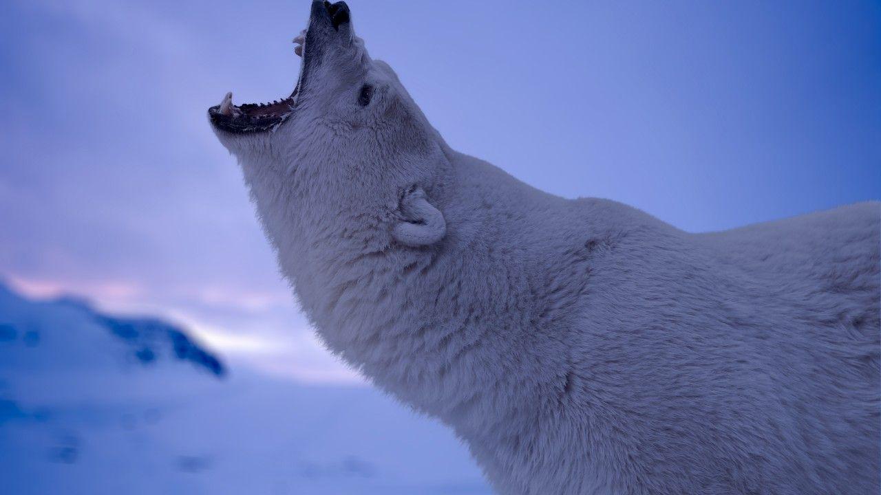 Wallpaper Polar bear, Roaring, 4K, Animals