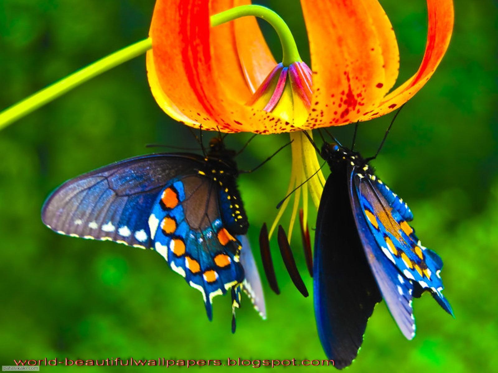 World Best Butterfly HD Wallpapers - Wallpaper Cave