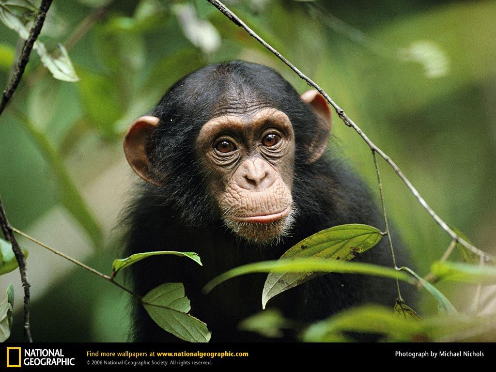 Chimpanzee Picture, Chimpanzee Desktop Wallpaper, Free Wallpaper
