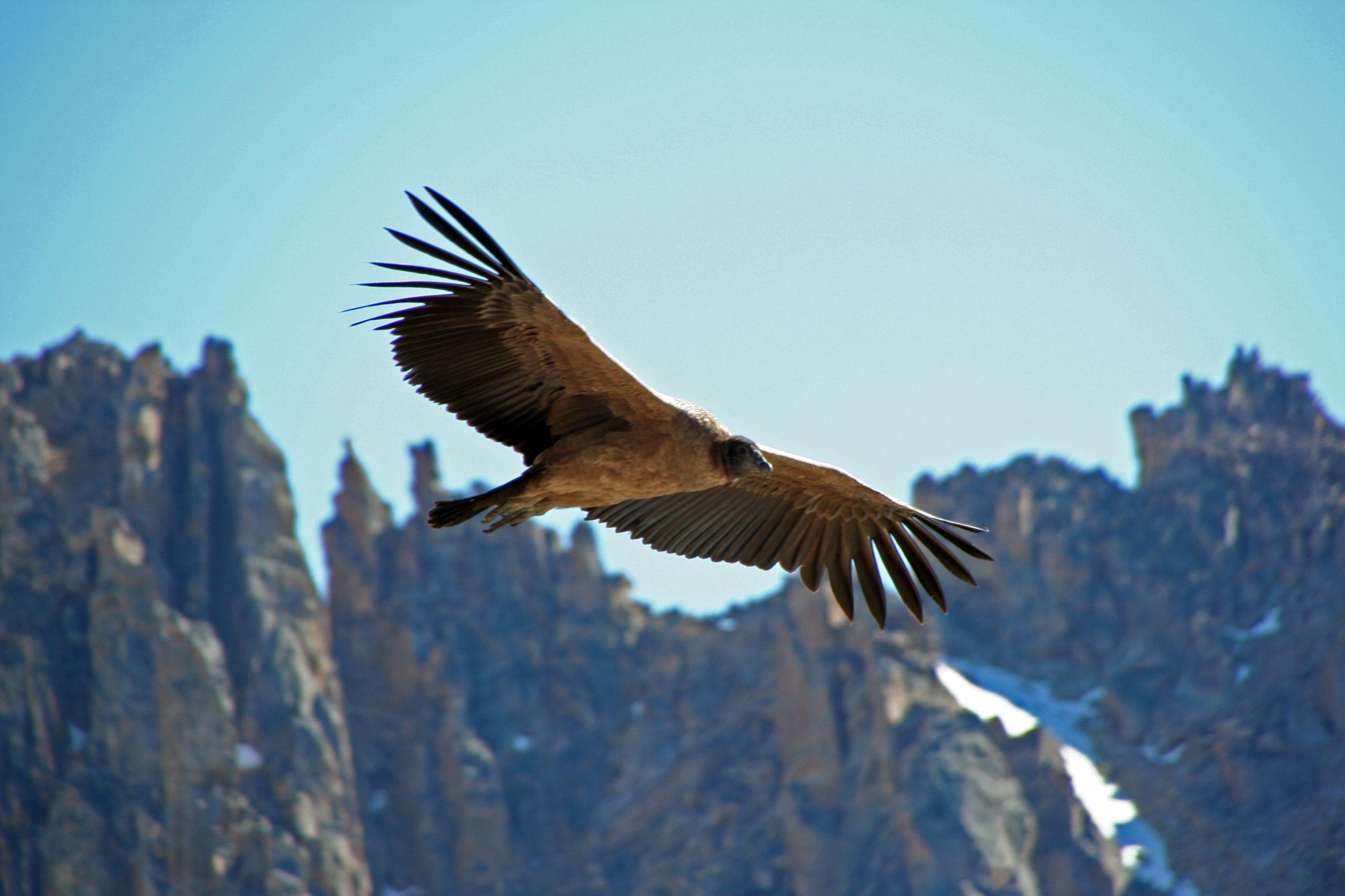 Cute Andean Condor photo and wallpaper .birdwallpaper.com