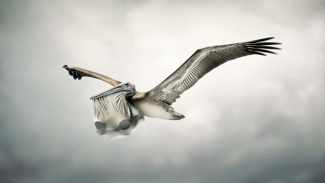 Creative Animal Digital Art Wallpaper, Details and Specifications