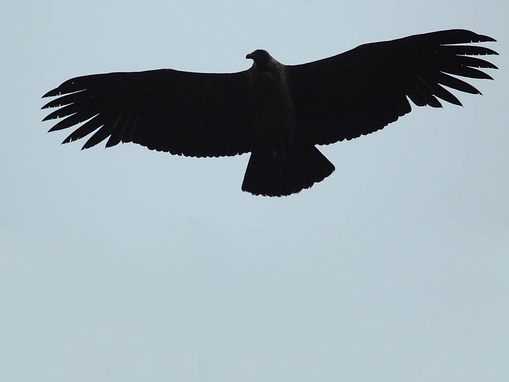 Condor Wallpaper