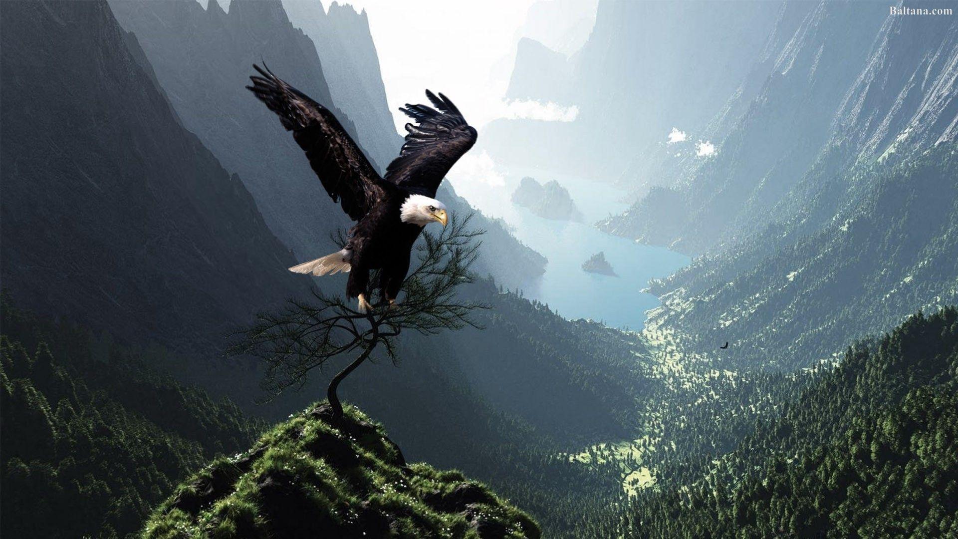 Large Vulture Flying Over The Mountains Background, Picture Of A Condor  Background Image And Wallpaper for Free Download