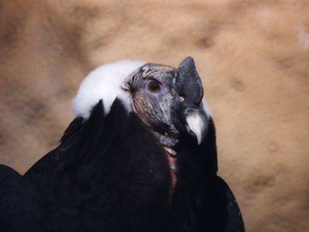 Free Andean Condor Wallpaper download .animalstown.com
