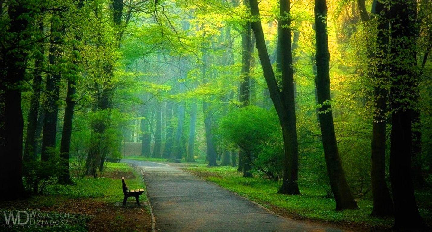 Forests: Morning Walk Trees Bench Path Nature Greenery Autumn Forest