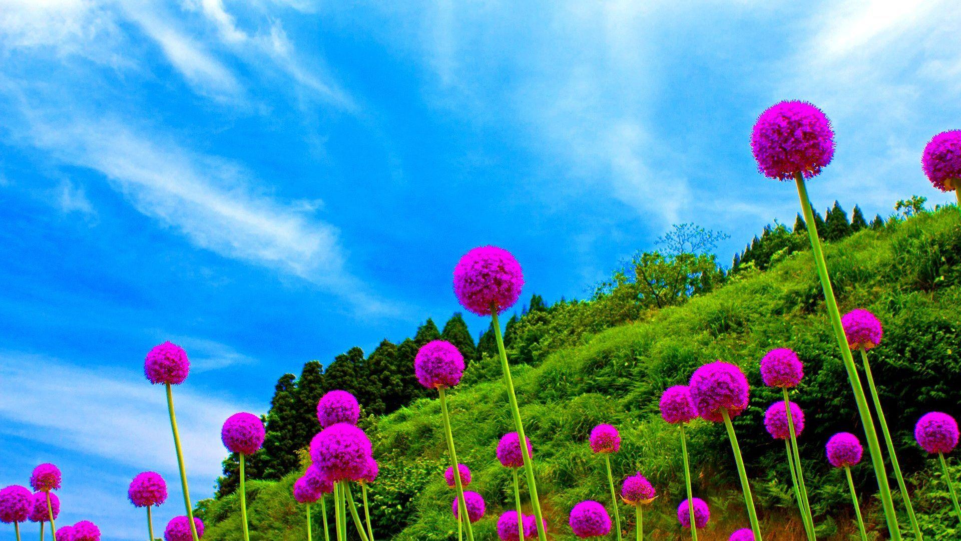 Flowers: Spring Nature Dance Flowers Pink Flower Art Desktop