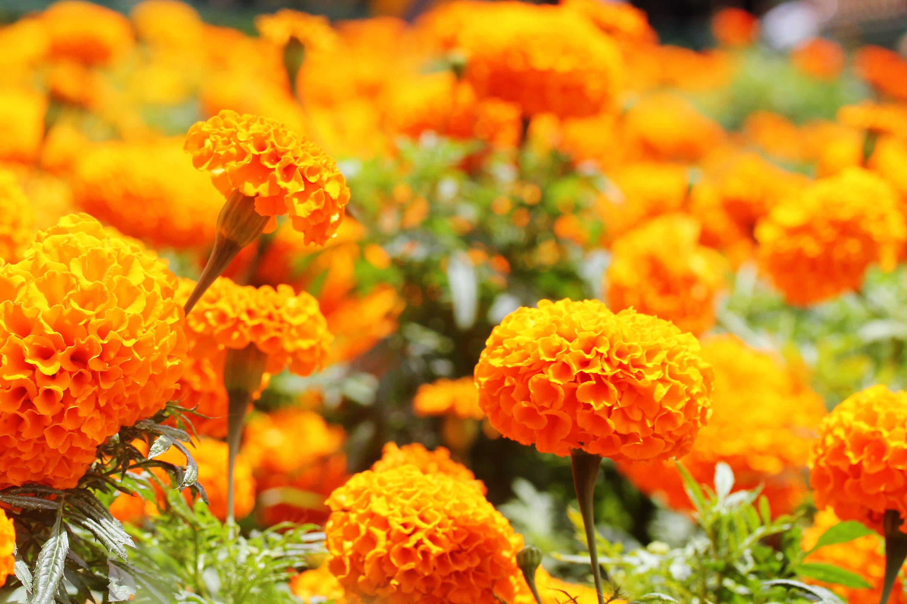marigold flowers image and wallpaper Download
