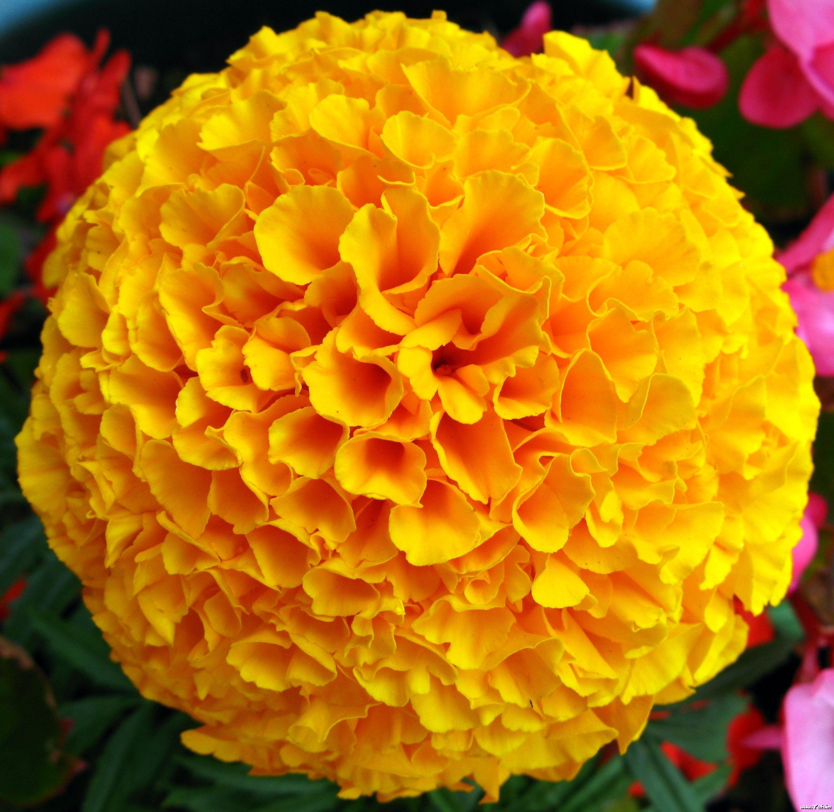 Marigold wallpaper. Flowers. image. Photo. Picture. HD