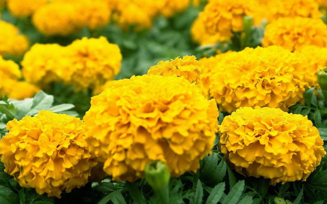 Respect for the elderly flower marigold HD wallpaper 2 － Flower