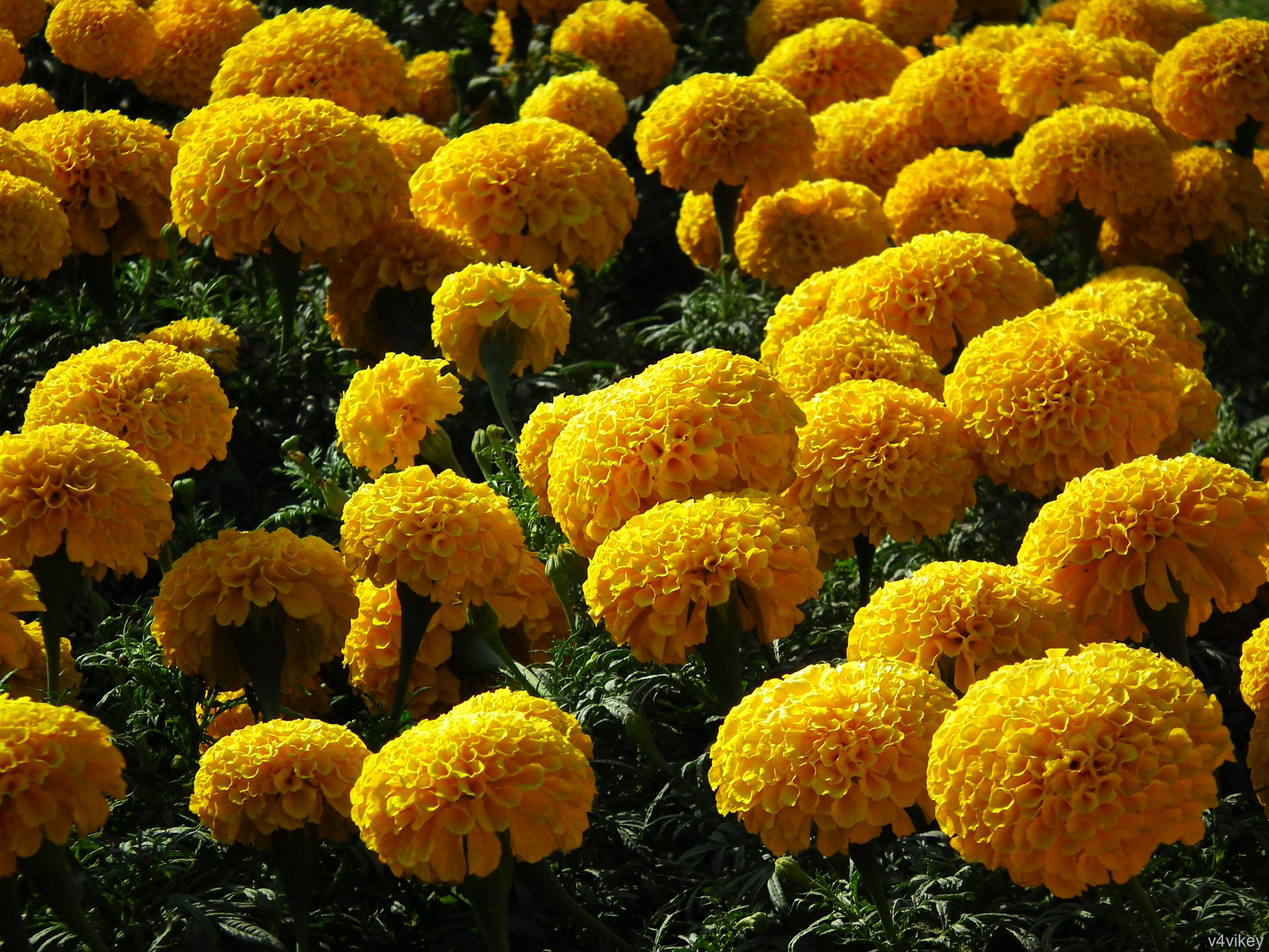 Marigold plant would improve the eyesight and lighten the mood