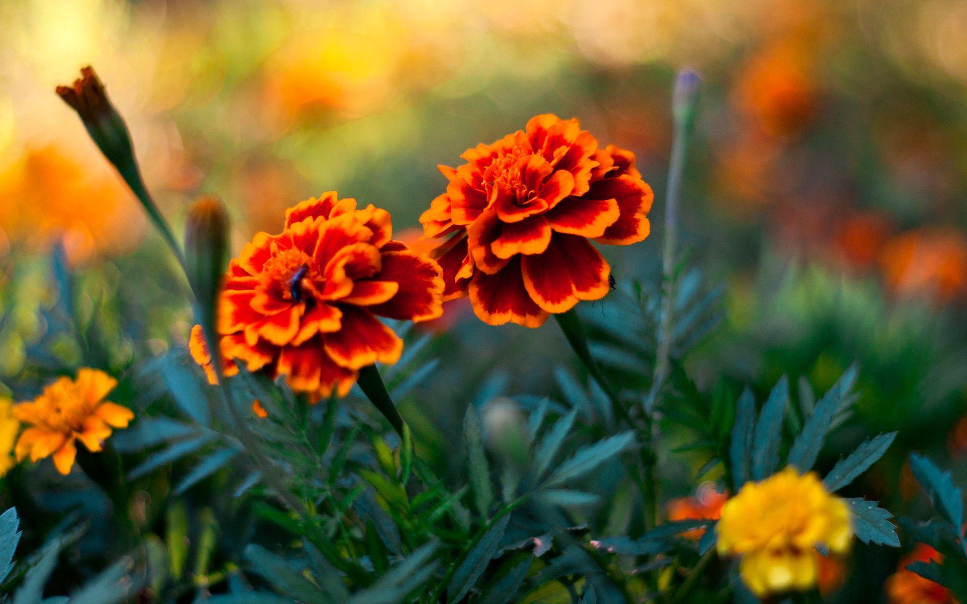 Marigold HD Wallpaper and Background Image