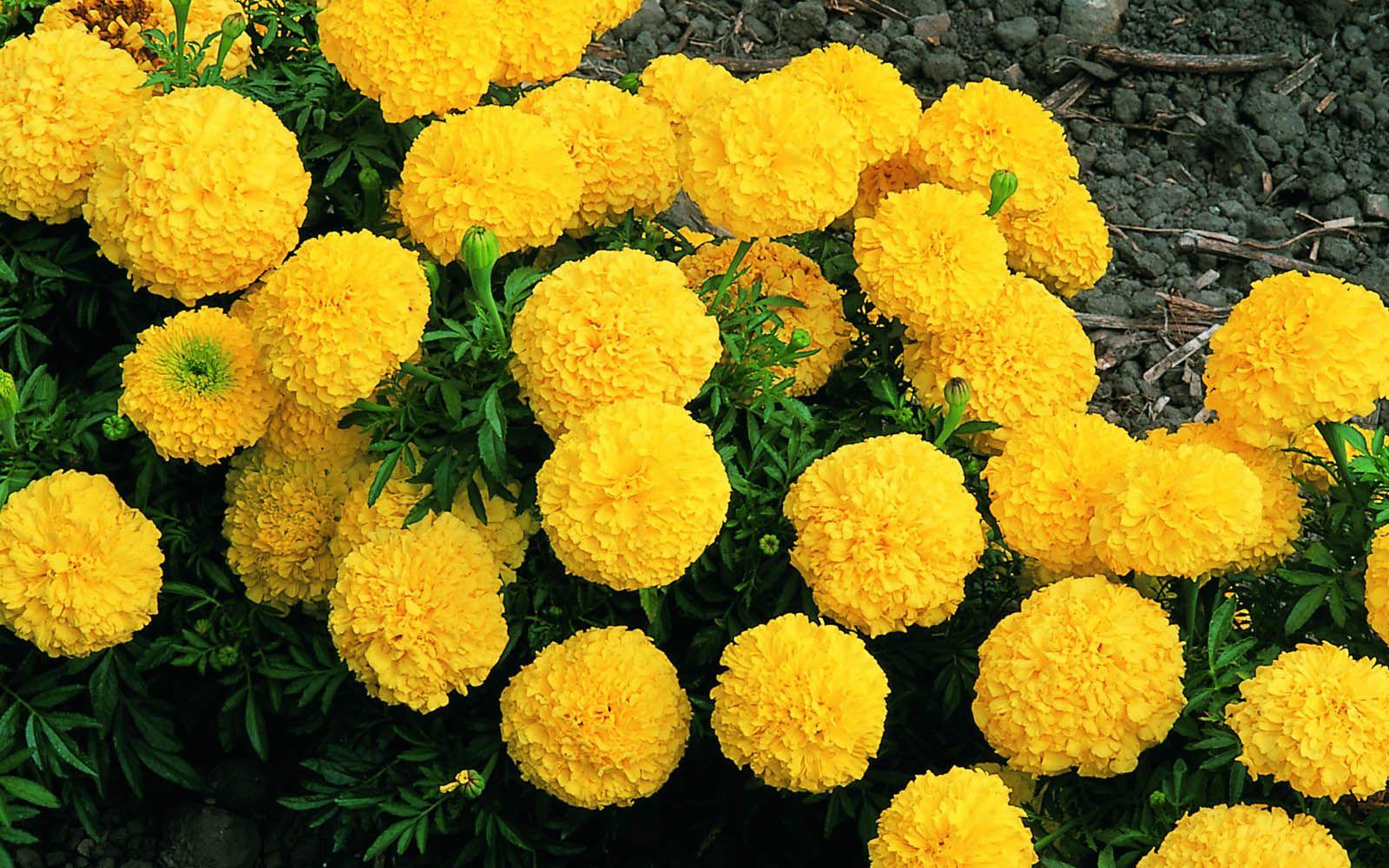 Marigold Flowers Wallpaper 05