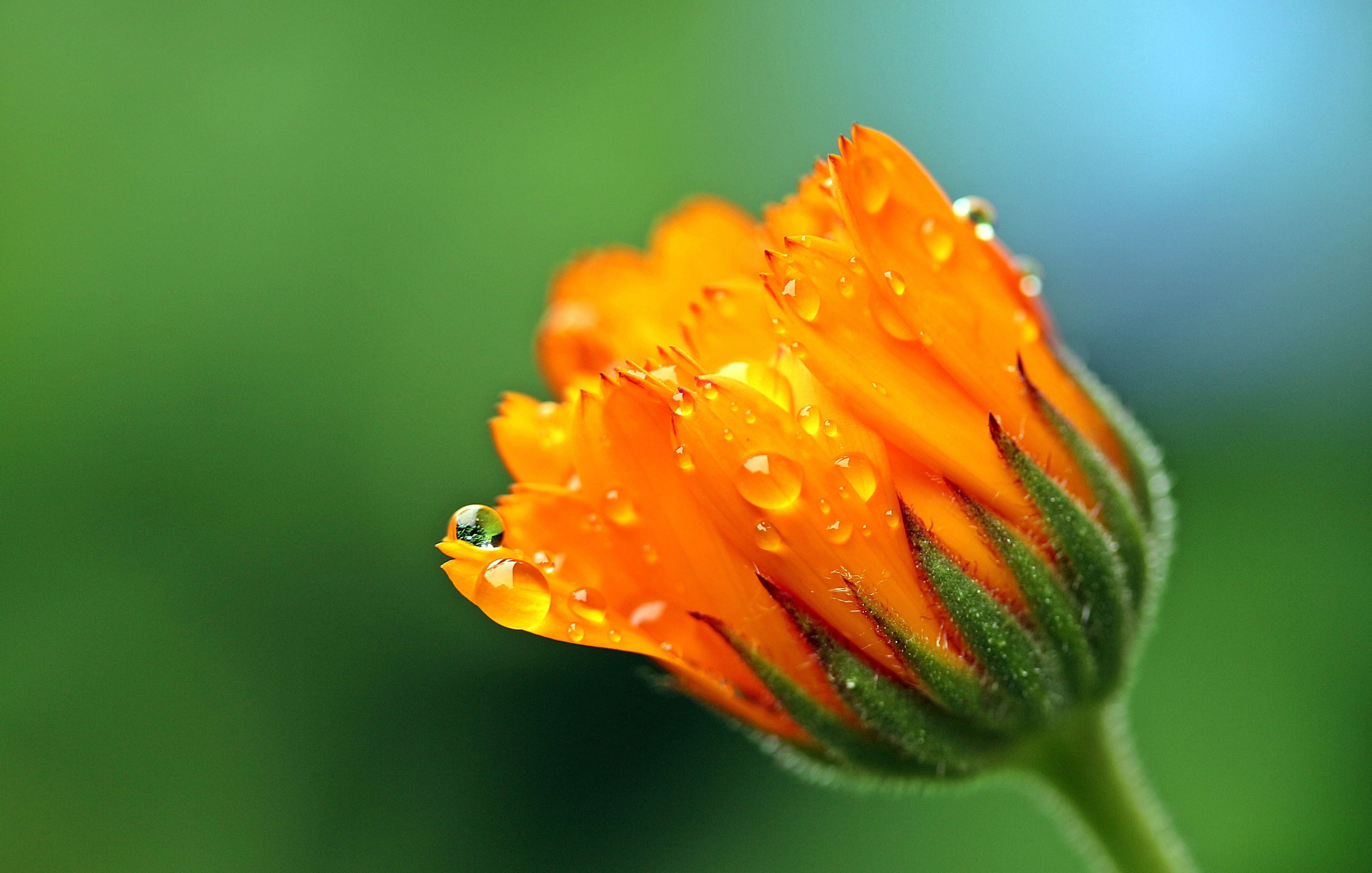 Marigold 4k Ultra HD Wallpaper and Background Imagex2845