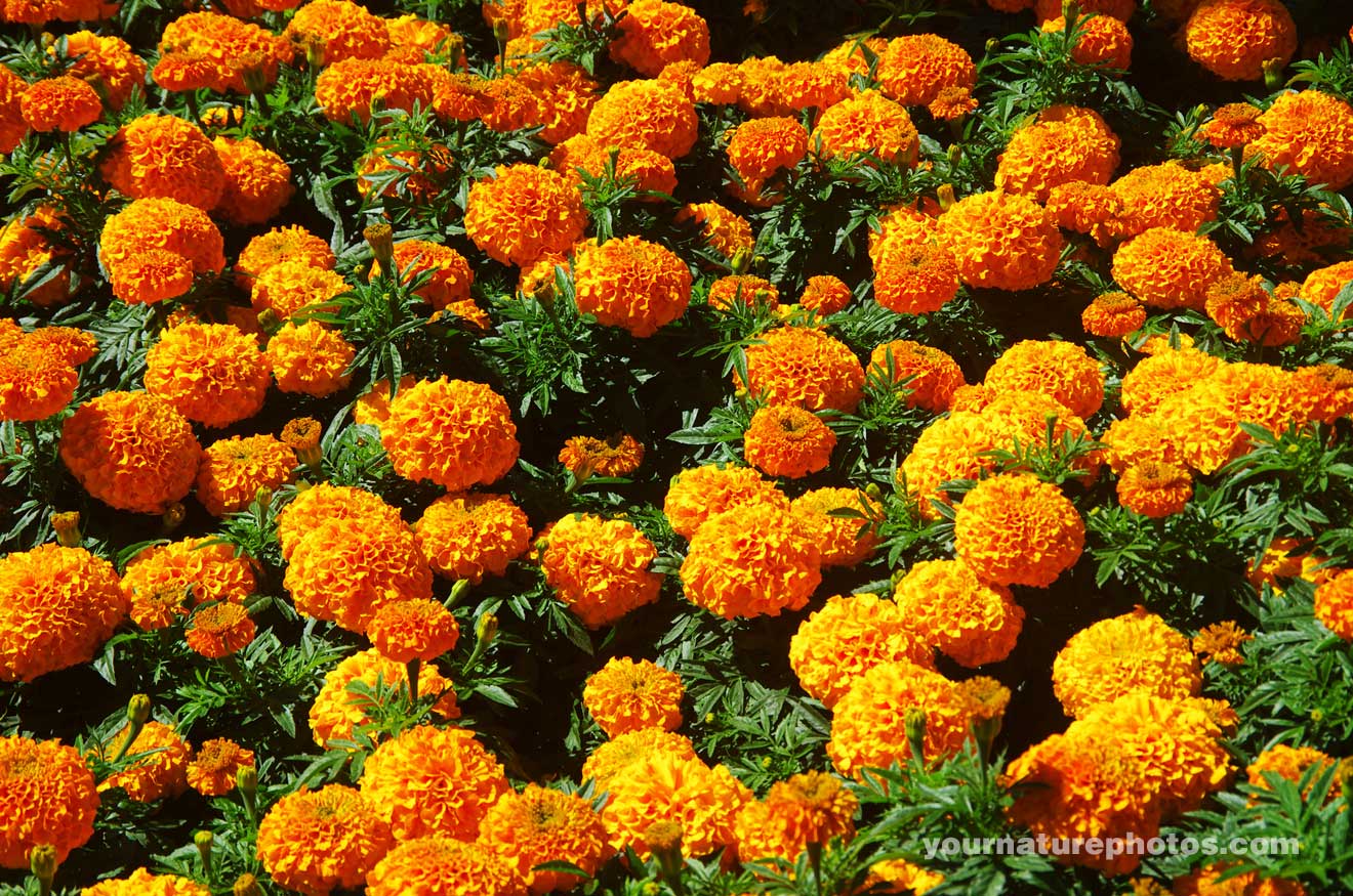orange marigold flowers. Yournaturephotos.com HD Nature Wallpaper