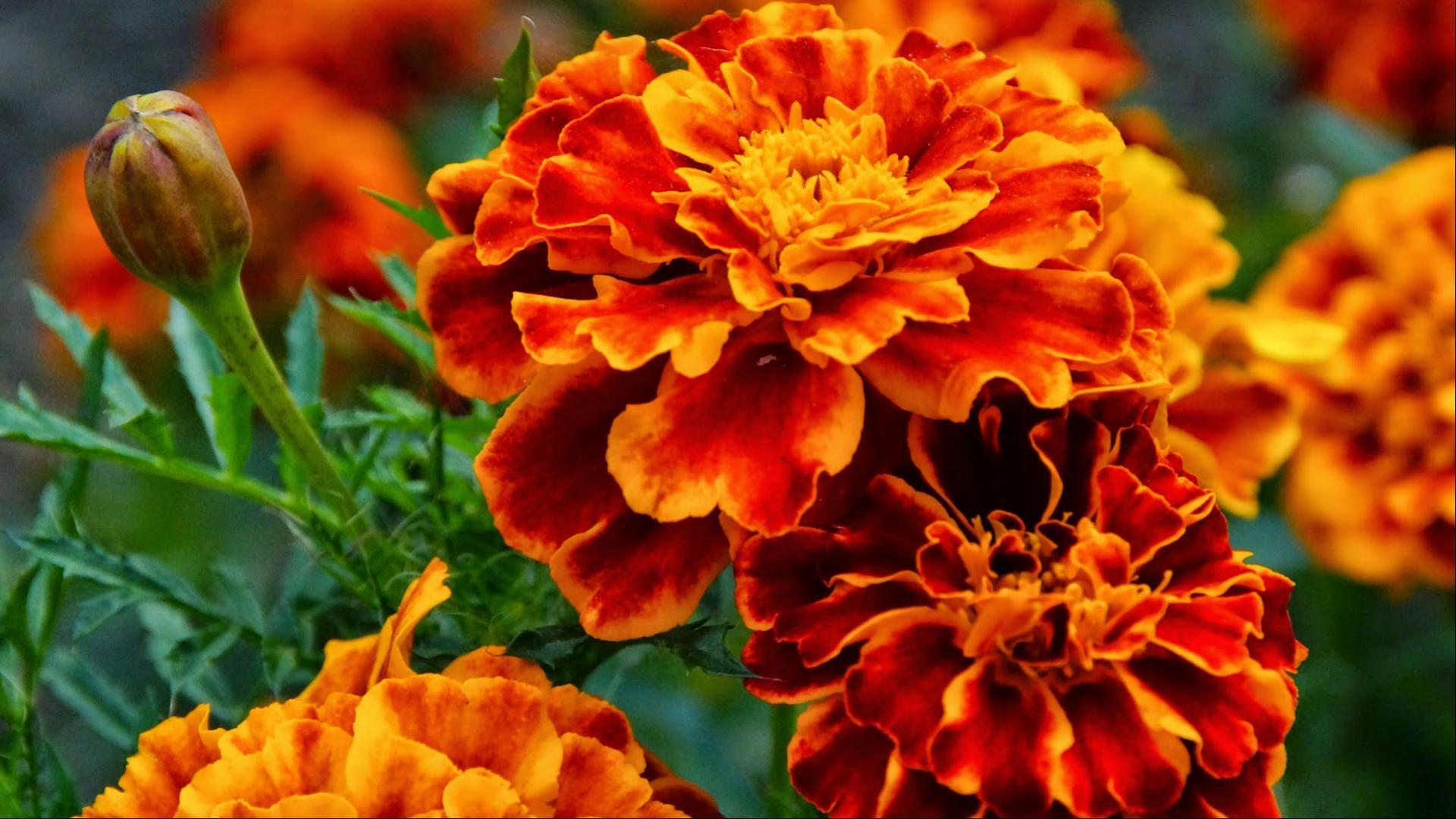 Marigold Flower Wallpaper in HD Resolution. HD Wallpaper