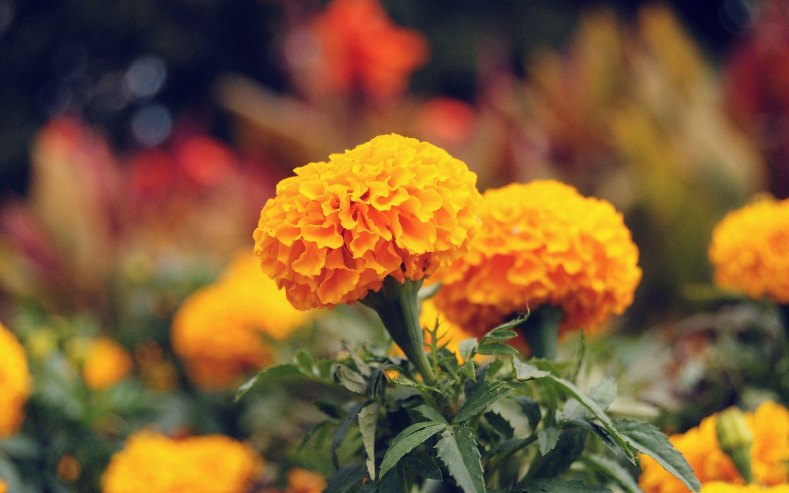 Flowers: Marigold Flowers Nature Flower Wallpaper For Desktop for HD