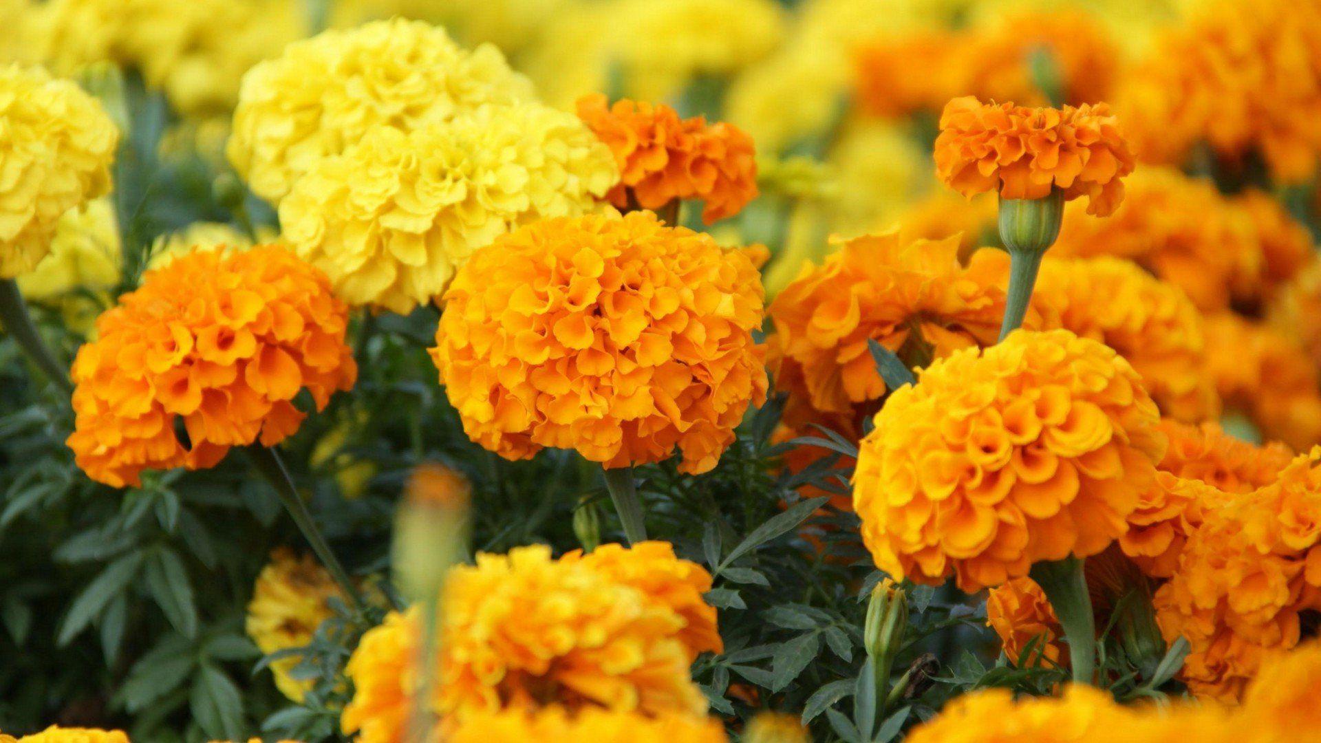 Marigold Flowers Image And Wallpaper