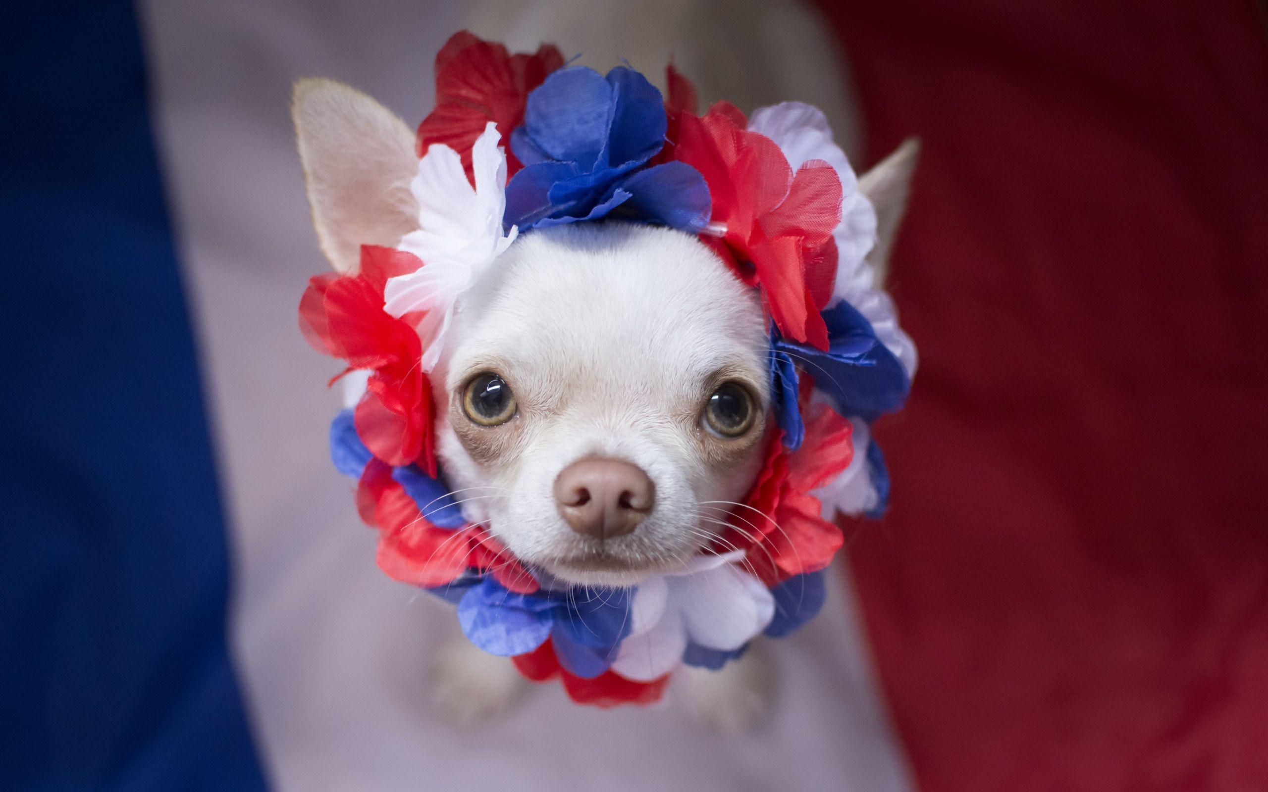 Download wallpaper Chihuahua, small white dog, congratulations