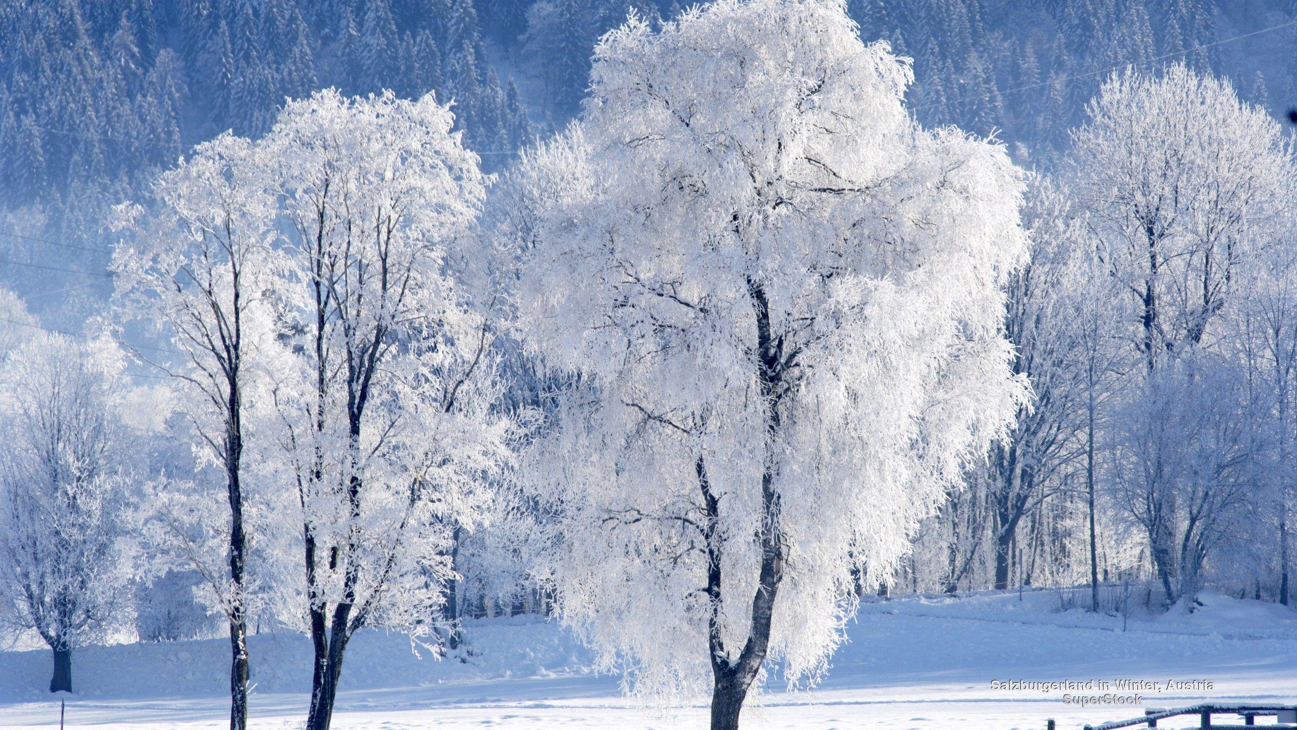Winter Snow Forests Salzburg Nature Austria Wallpaper For Desktop