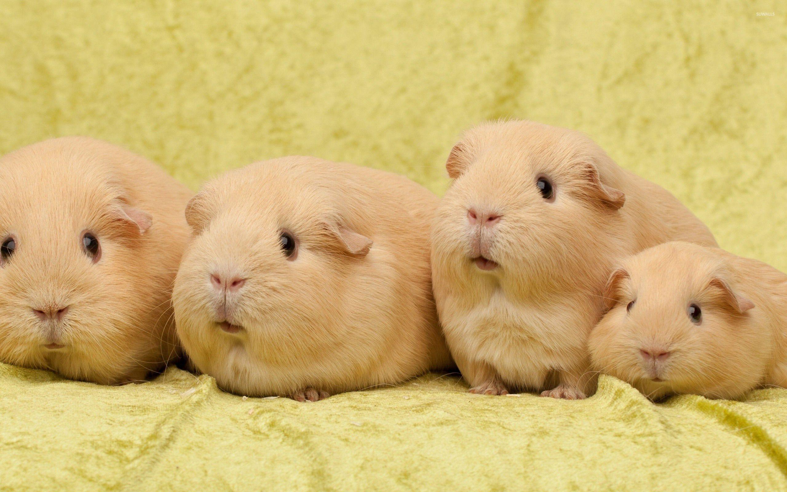 Domestic Guinea Pig Wallpapers Wallpaper Cave