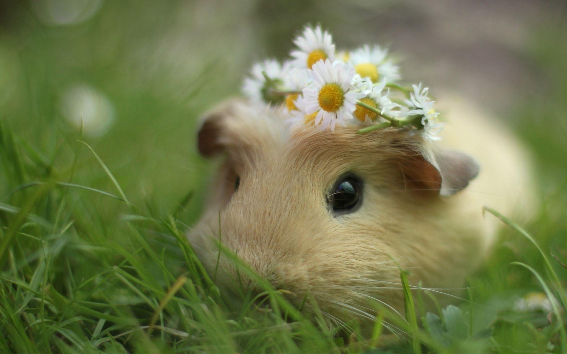 Guinea Pig Wallpaper and Background Image