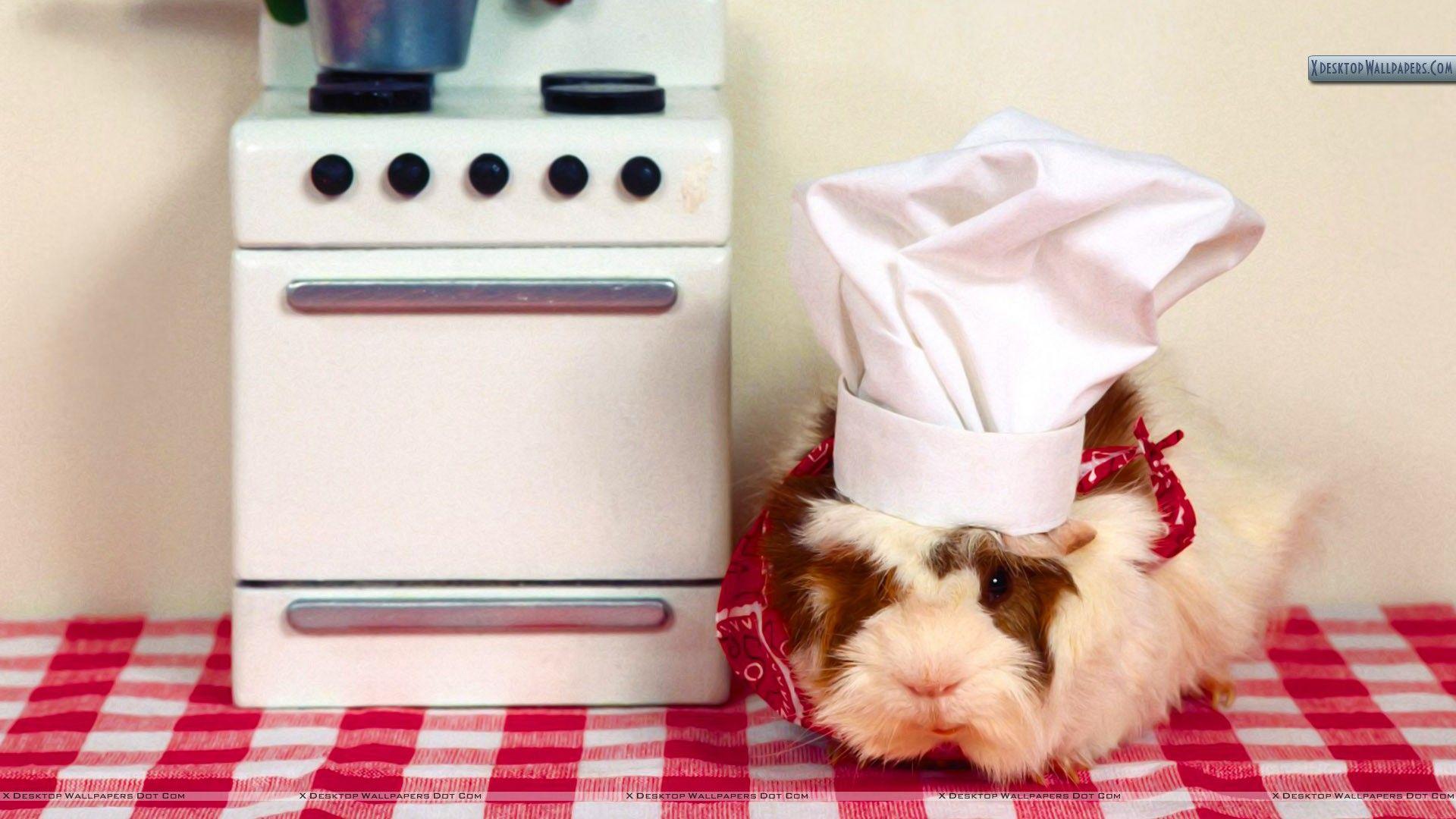 What's Cooking Guinea Pig Wallpaper
