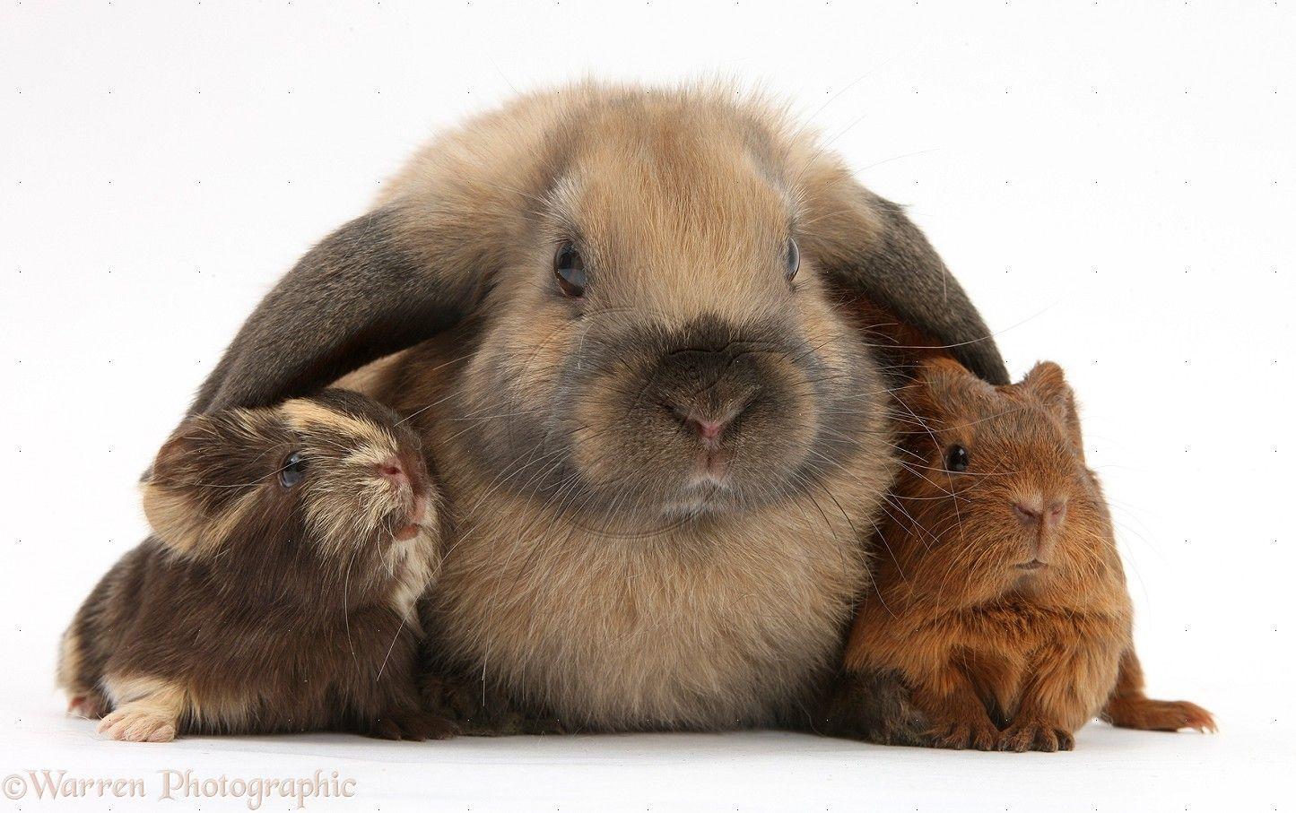 Rabbit and Baby Guinea Pig HD Wallpaper. Guinea Pig