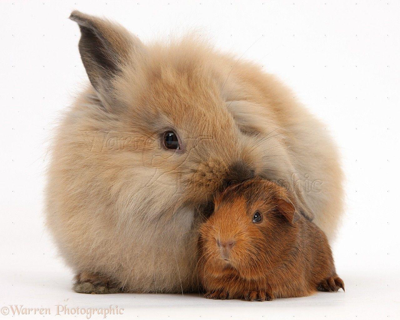 Pets: Windmill Eared Lionhead X Lop Rabbit And Baby Guinea Pig Photo