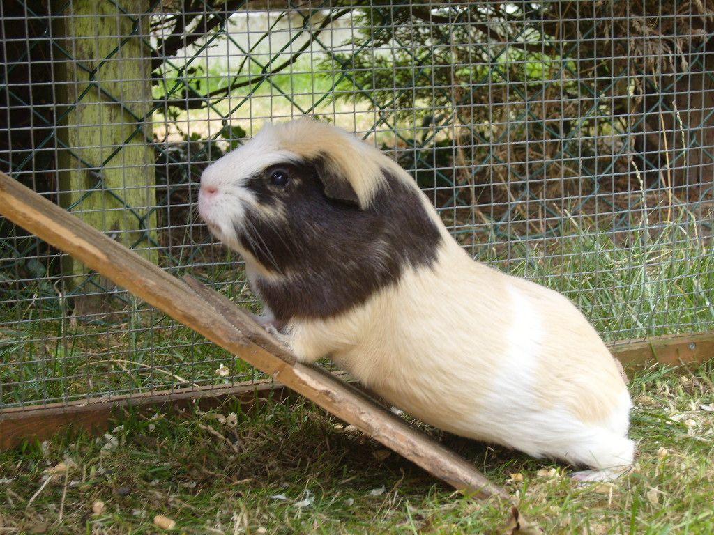 guinea pig fudge