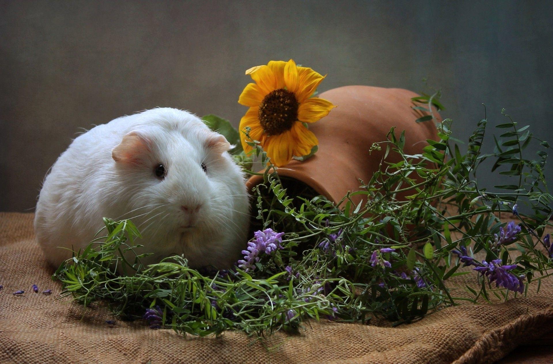 animals, Mammals, Guinea Pigs, Flowers Wallpaper HD / Desktop