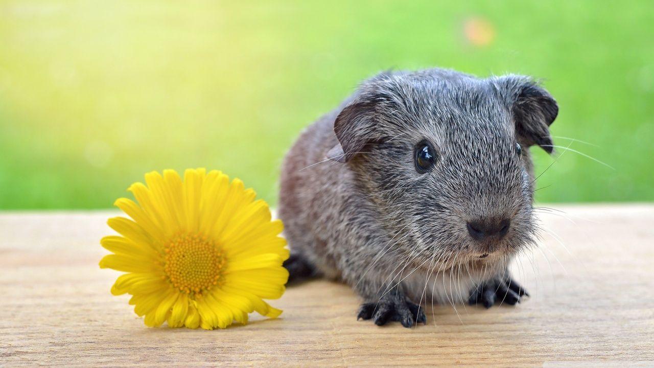 Super Cute Baby Guinea Pig ❤ 4K HD Desktop Wallpaper for 4K Ultra