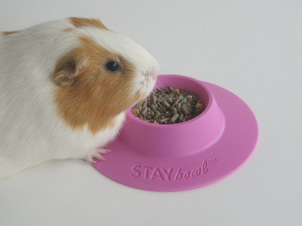 guinea pig size