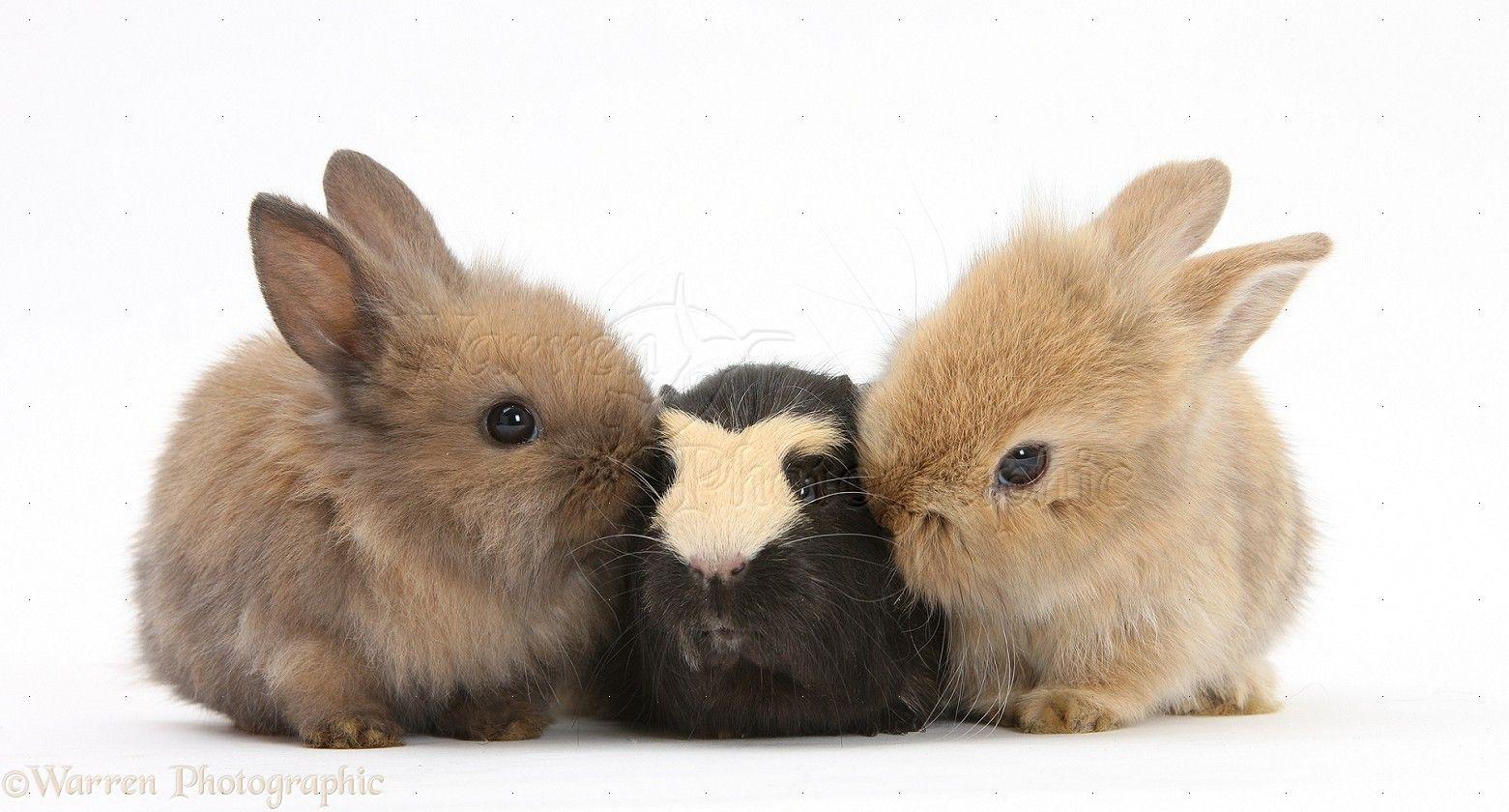 Pets: Yellow And Black Guinea Pig And Baby Sandy Lop Rabbits Photo